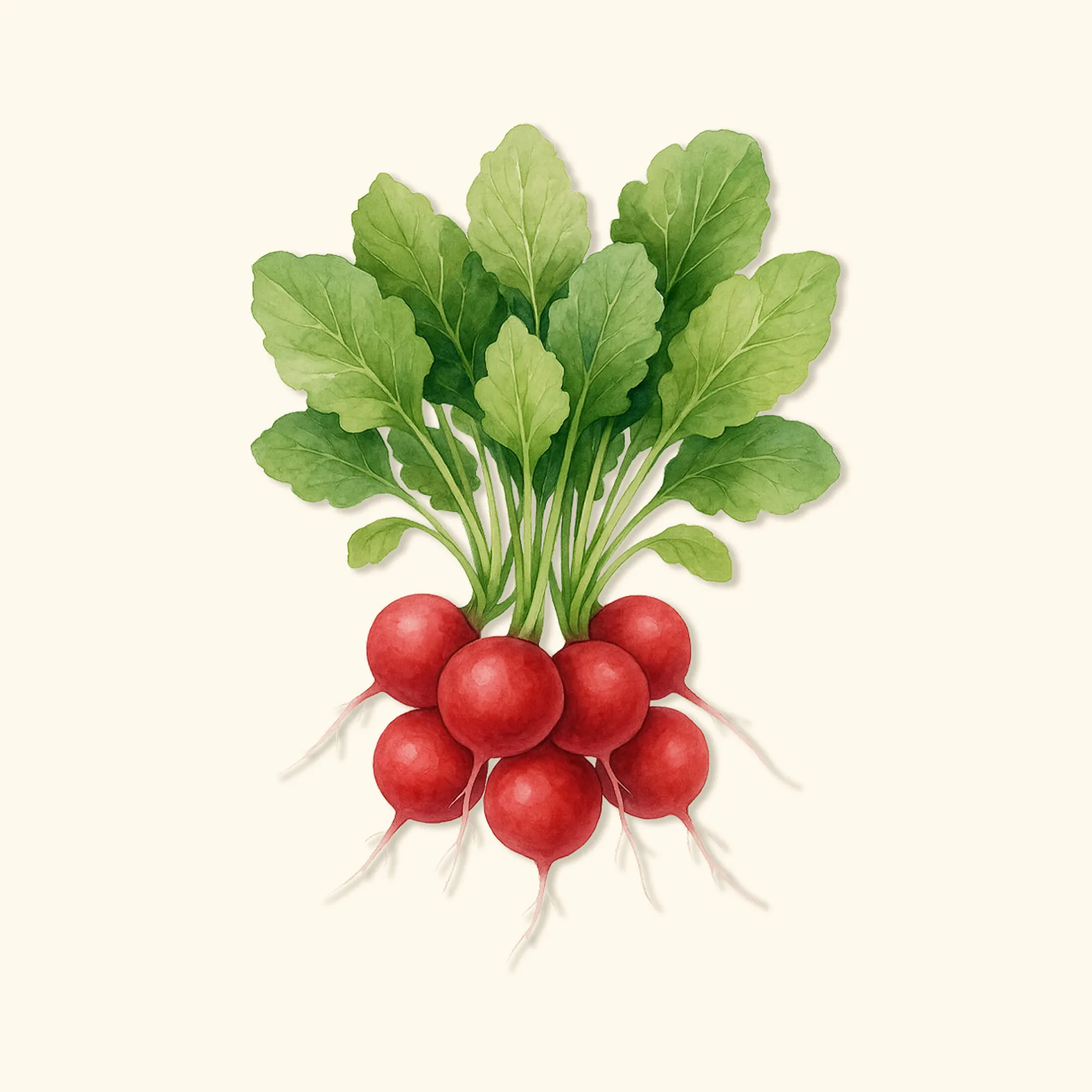 Biologische Cherry Belle vs French Breakfast radijs: welke kweken?