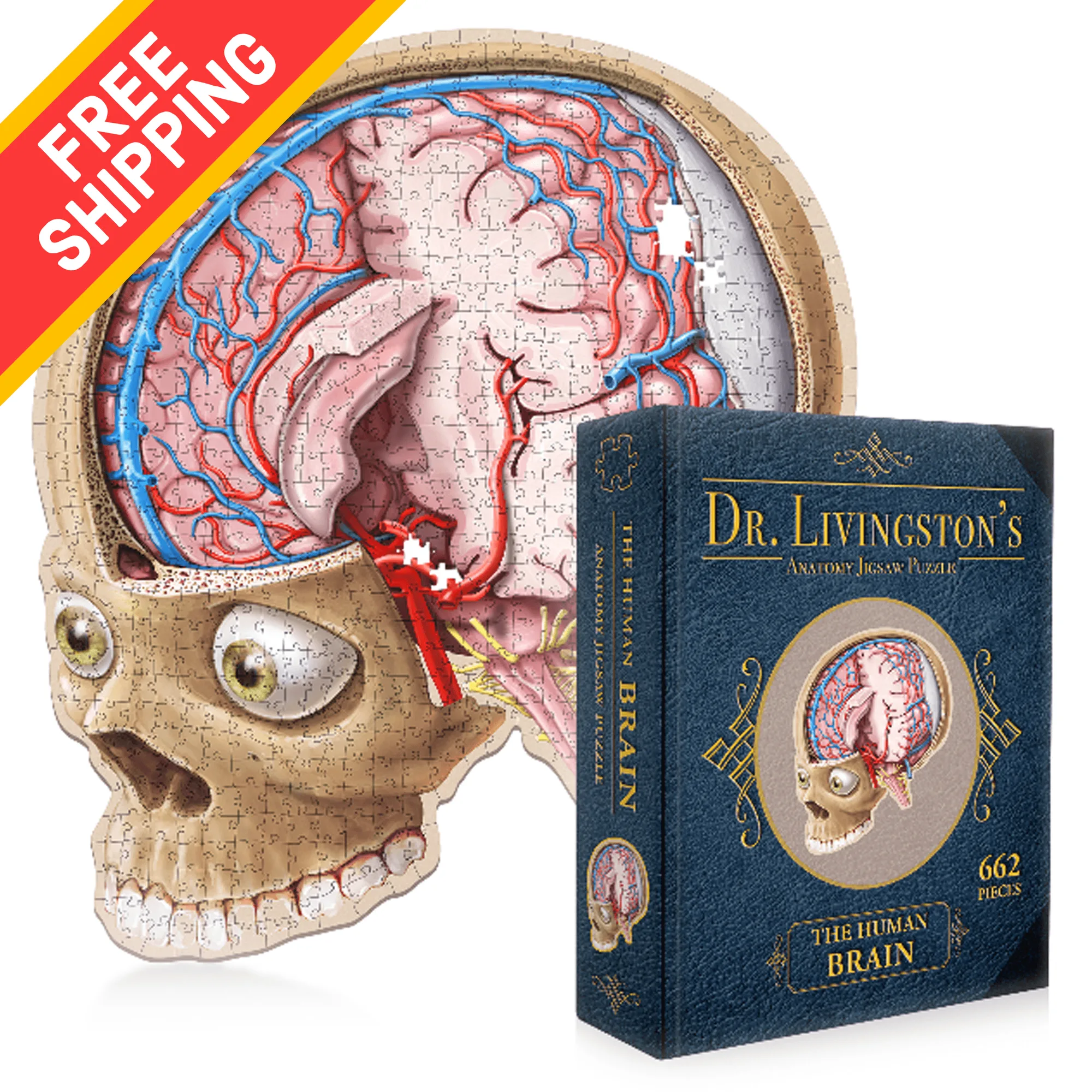Puzle de anatomía del cerebro humano | Puzles científicos de formas únicas del Dr. Livingston