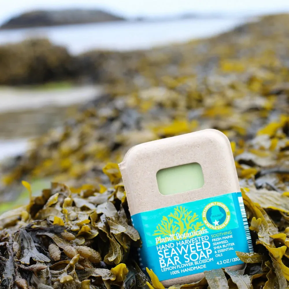 Seaweed Shampoo Bars vs. Traditional Shampoo: Which Is Better for Your Hair?