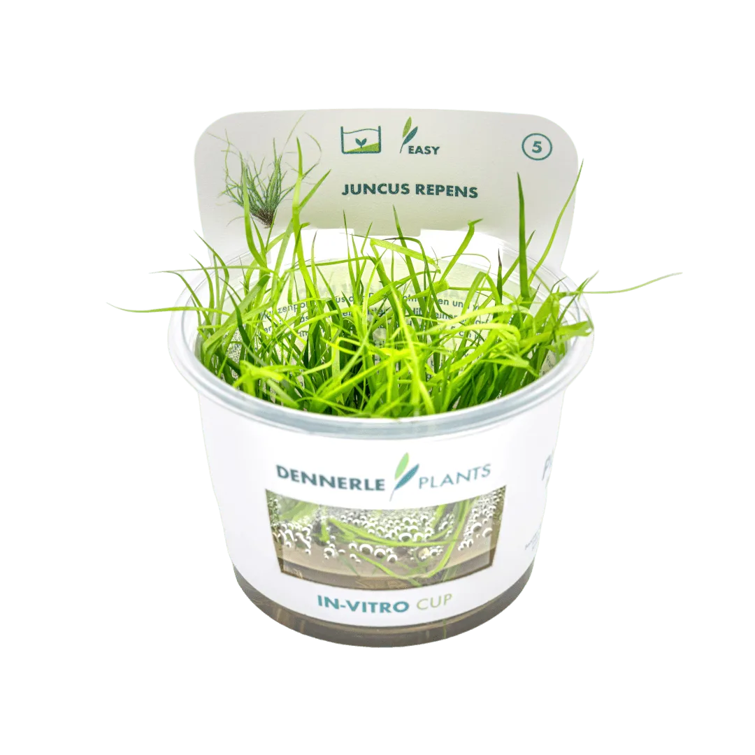 Dennerle Juncus repens Plant-It