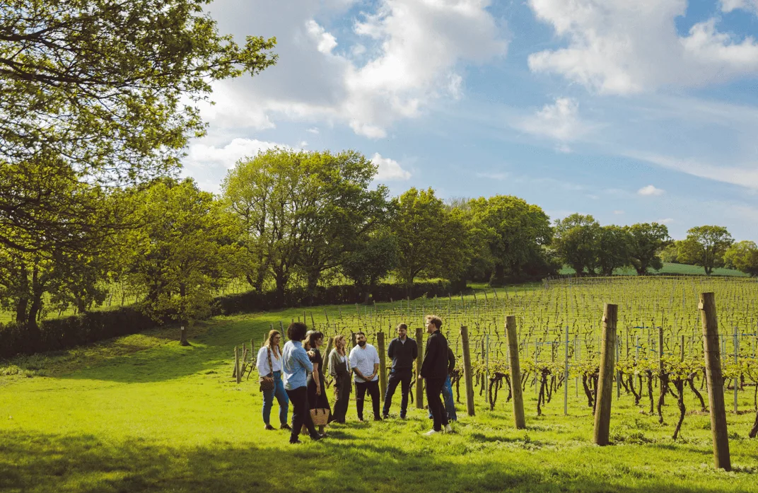 Best Times to Visit Chapel Down for a Tour: A Seasonal Guide to English Winery Experiences