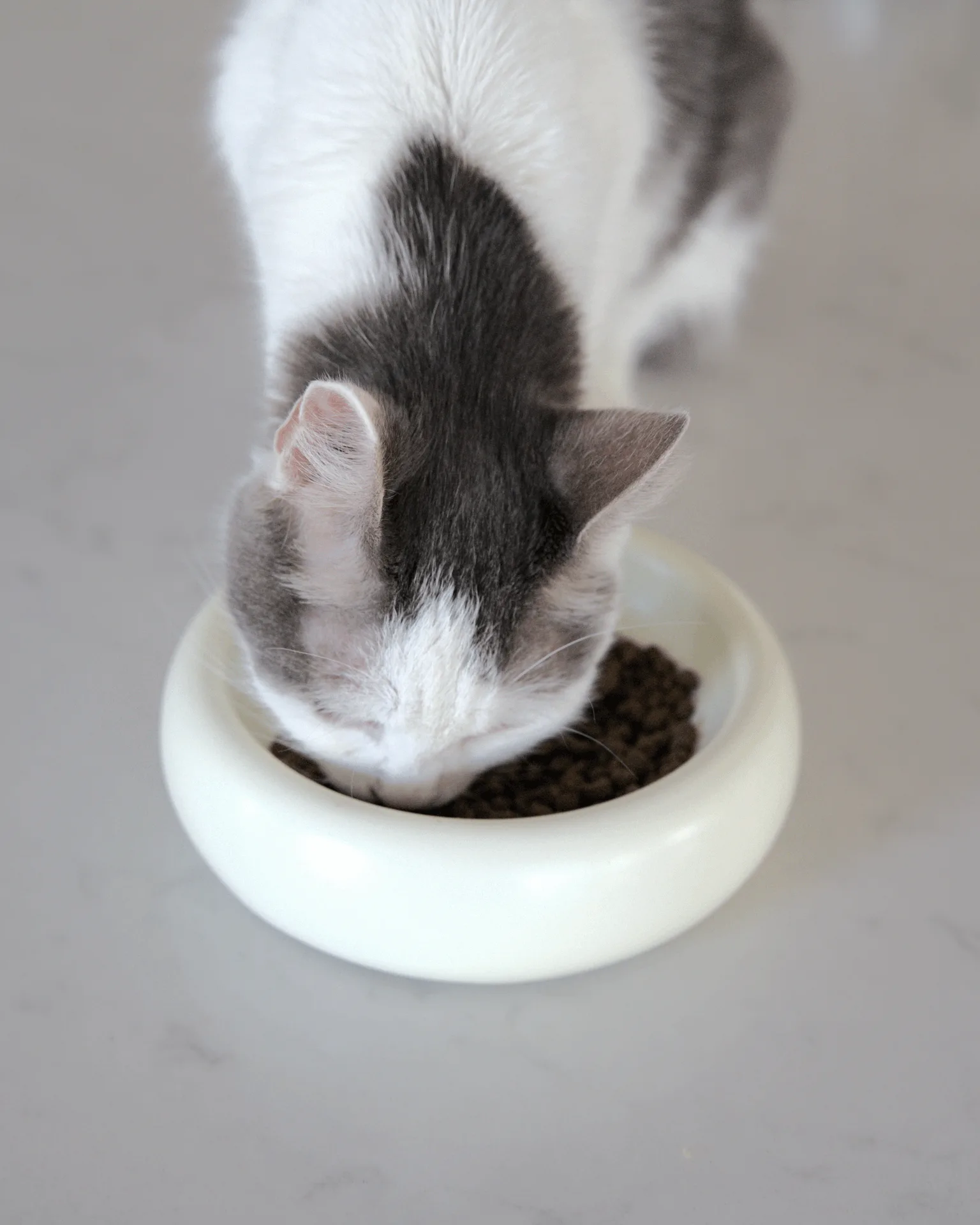 The Rise of Eco-Friendly Dog Products: Trends in Sustainable Pet Care for 2025