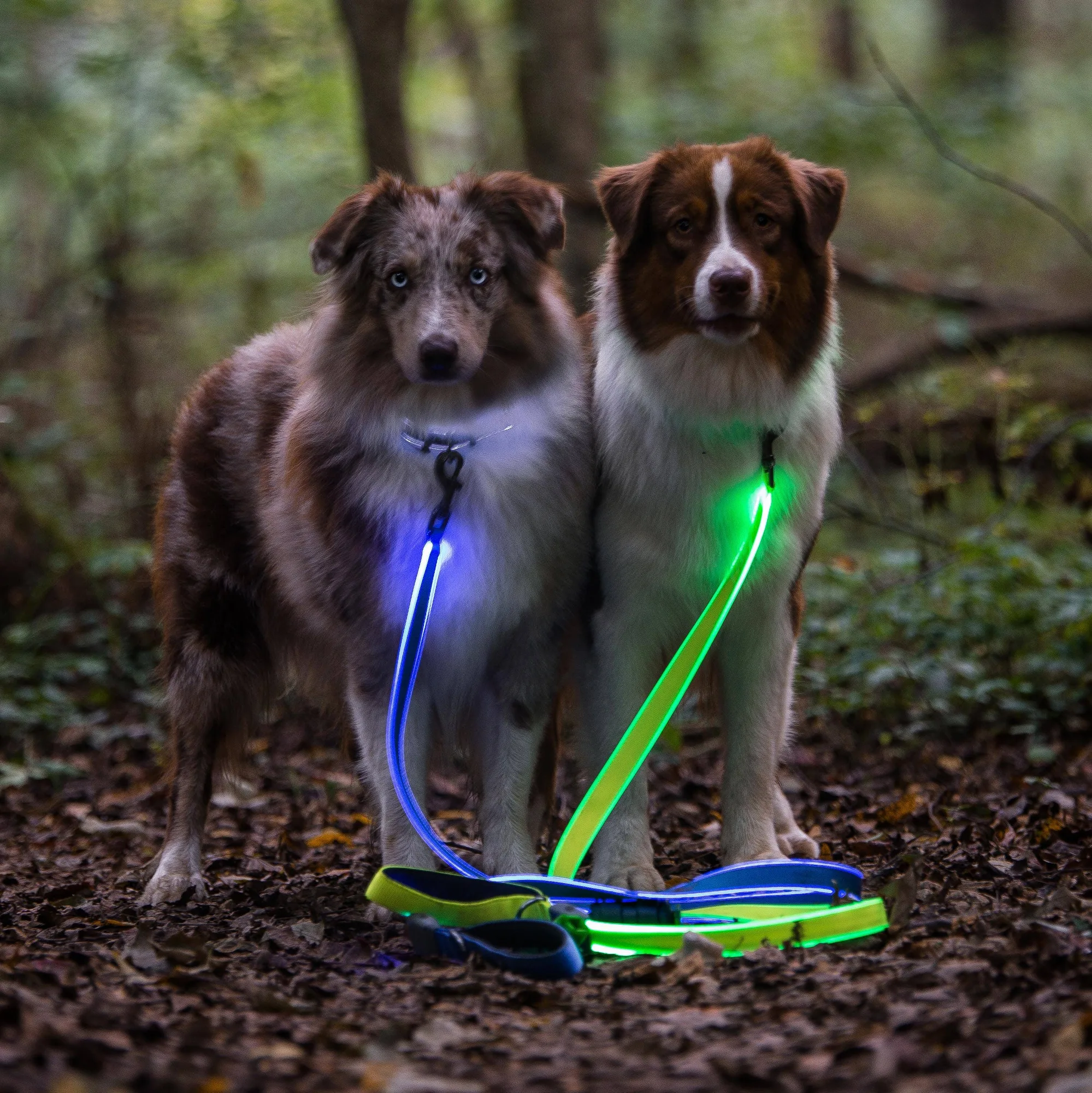 NiteDog® Rechargeable LED Leash