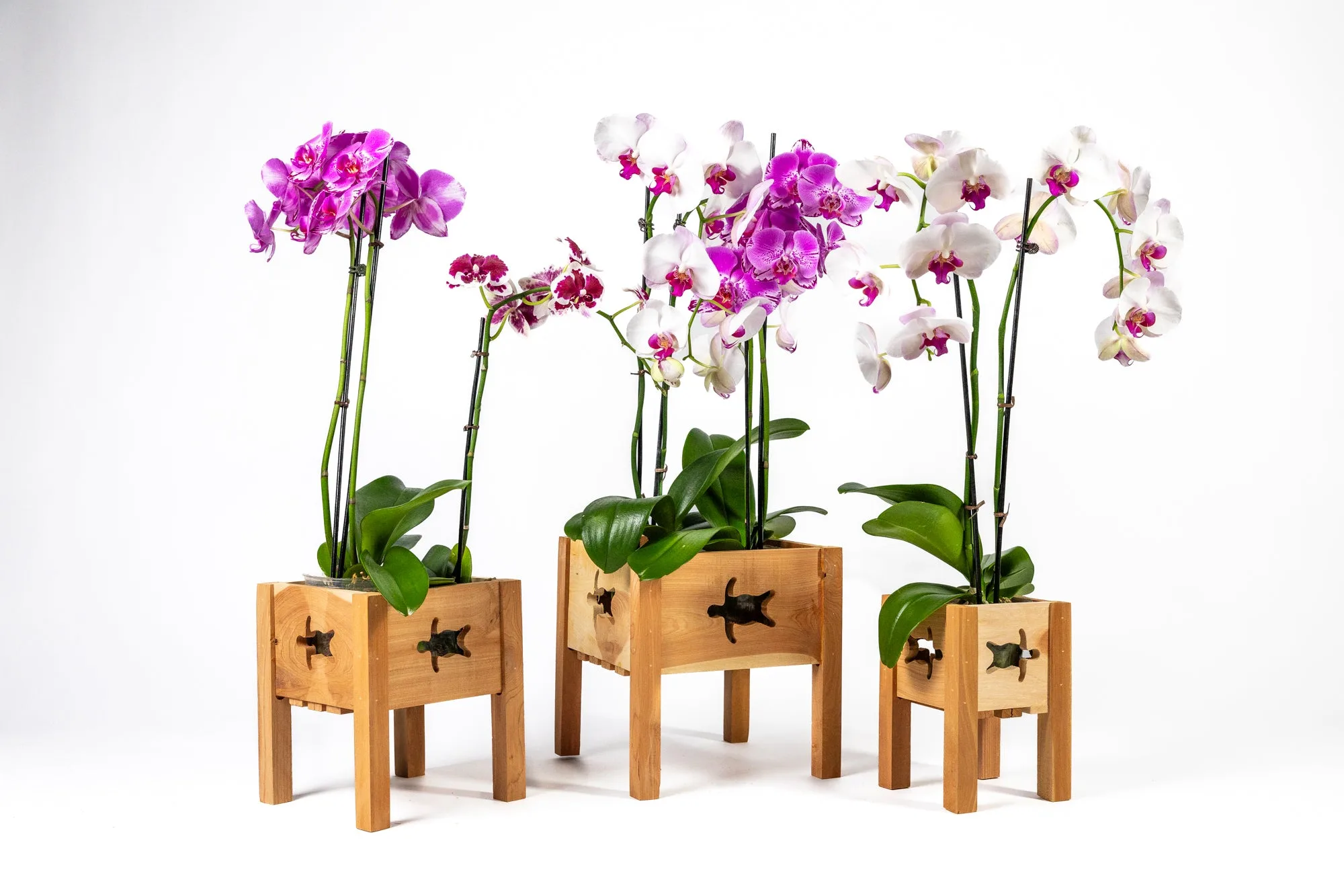 Orchid Display Planter with Turtle Cutouts: Care Tips