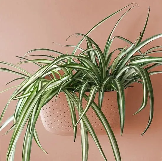 Eco Stone Wall Planters vs. Ceramic Planters: Which Material Is Best for Indoor Walls?