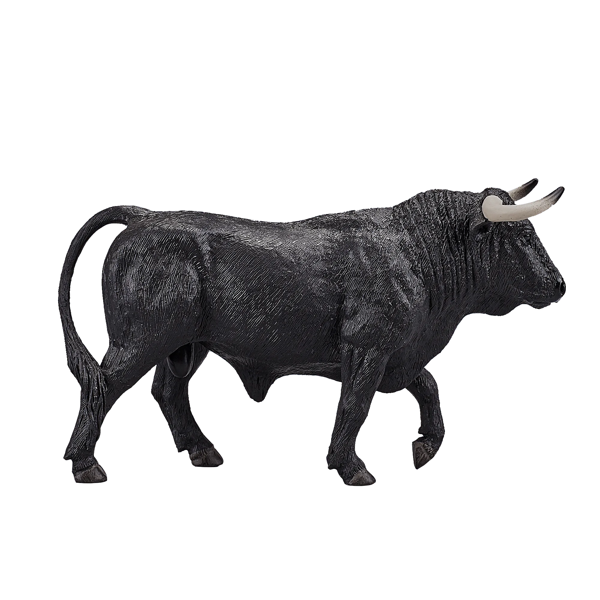 Spanish Bull