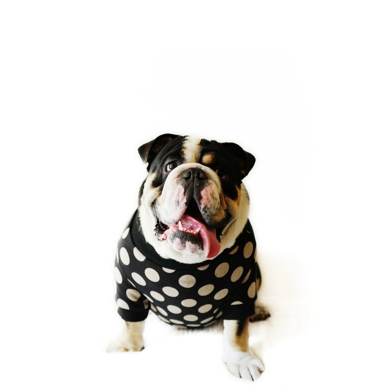 How to Style a Matching Human and Dog Outfit for Holiday Photos: A Complete Guide