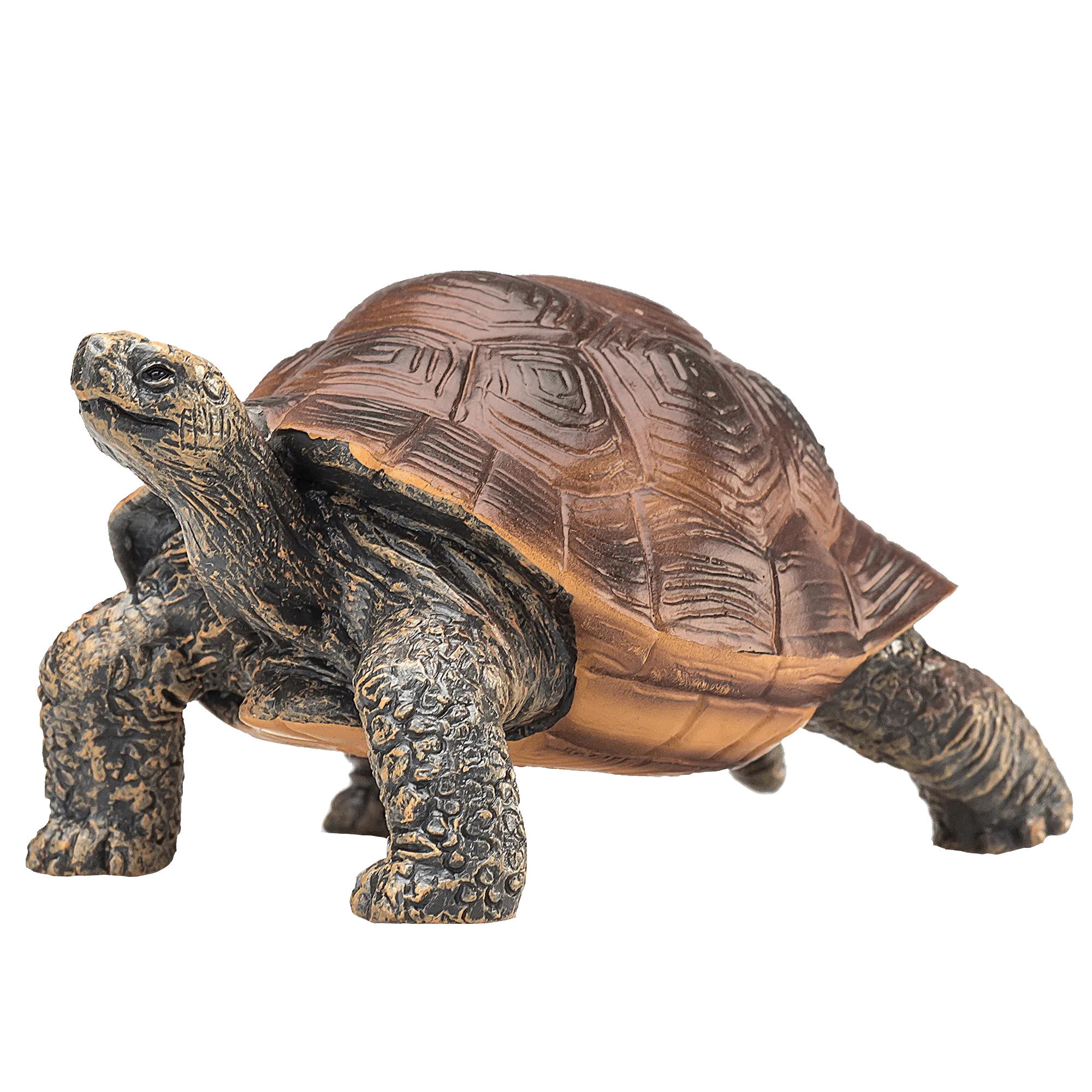 Tortuga Gigante
