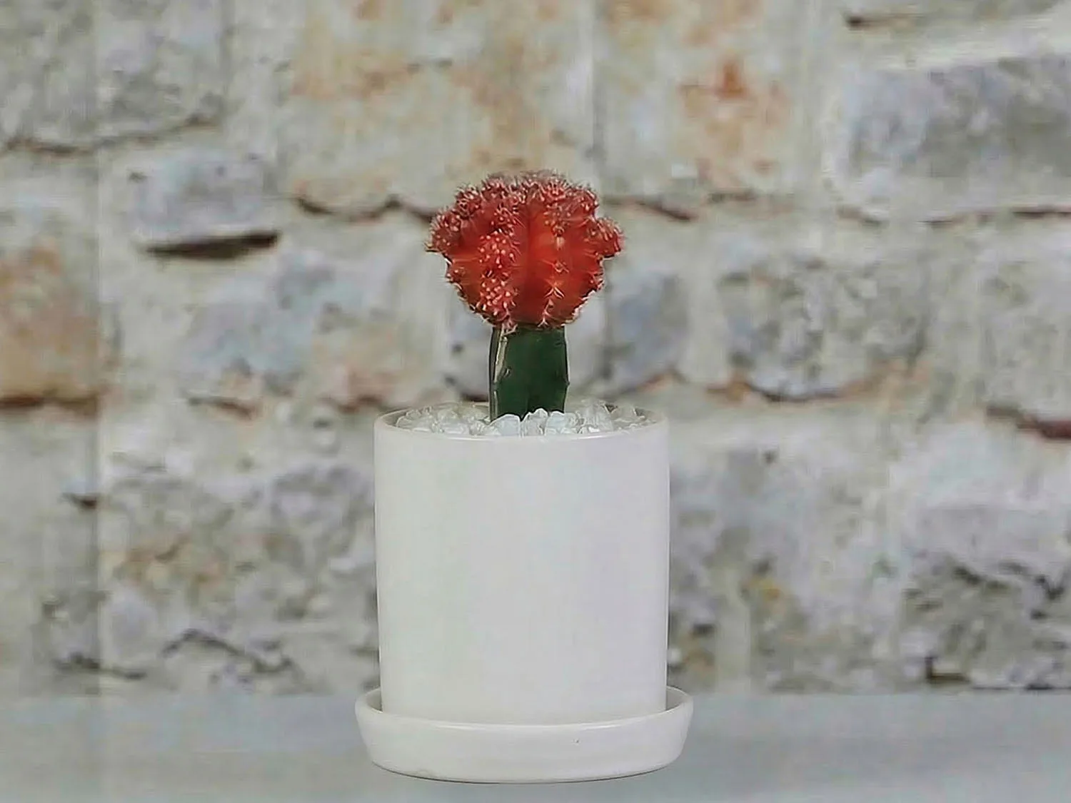 Cylinder Pot with Detached Saucers (LARGE) By Plantatorem