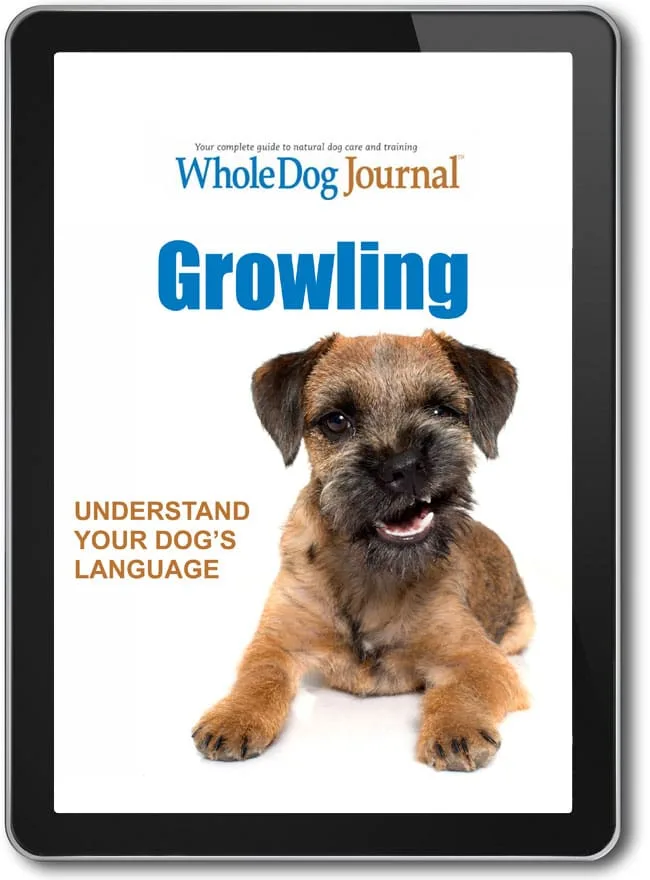 Growling – Understanding Your Dog’s Language