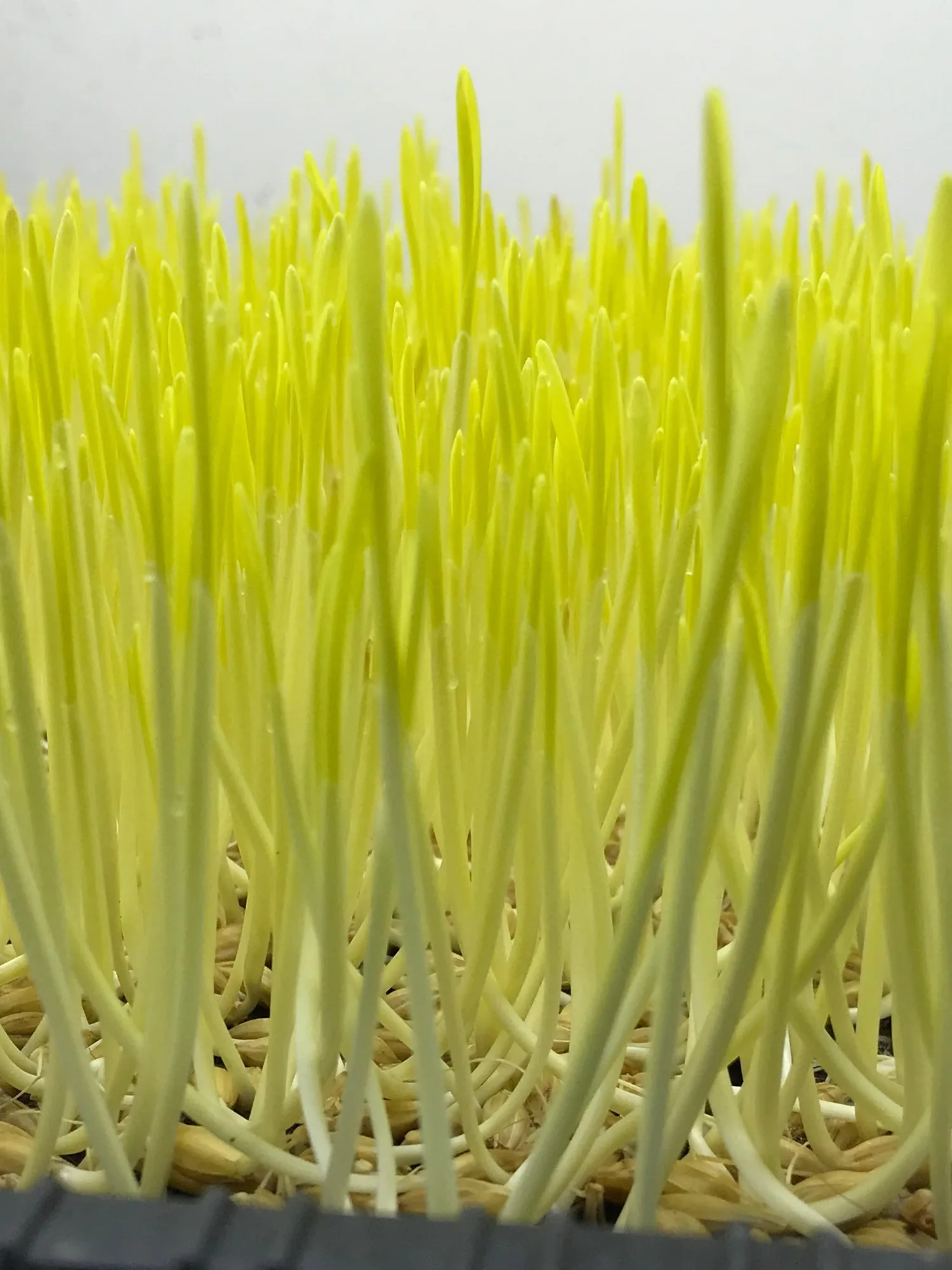 Rucola vs microgreens di grano giallo: quale coltivare? (Compromessi spiegati)