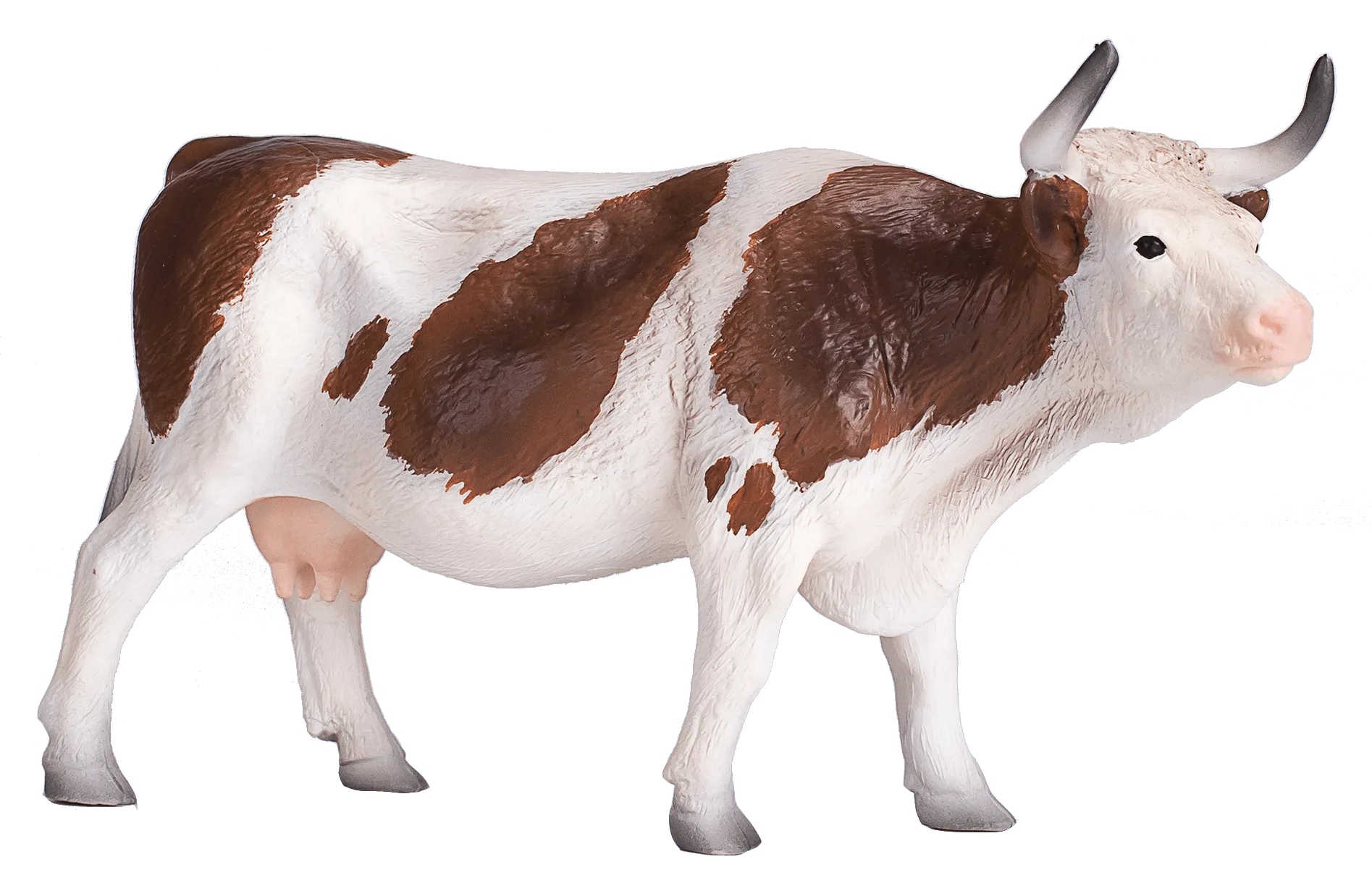 Simmental Cow