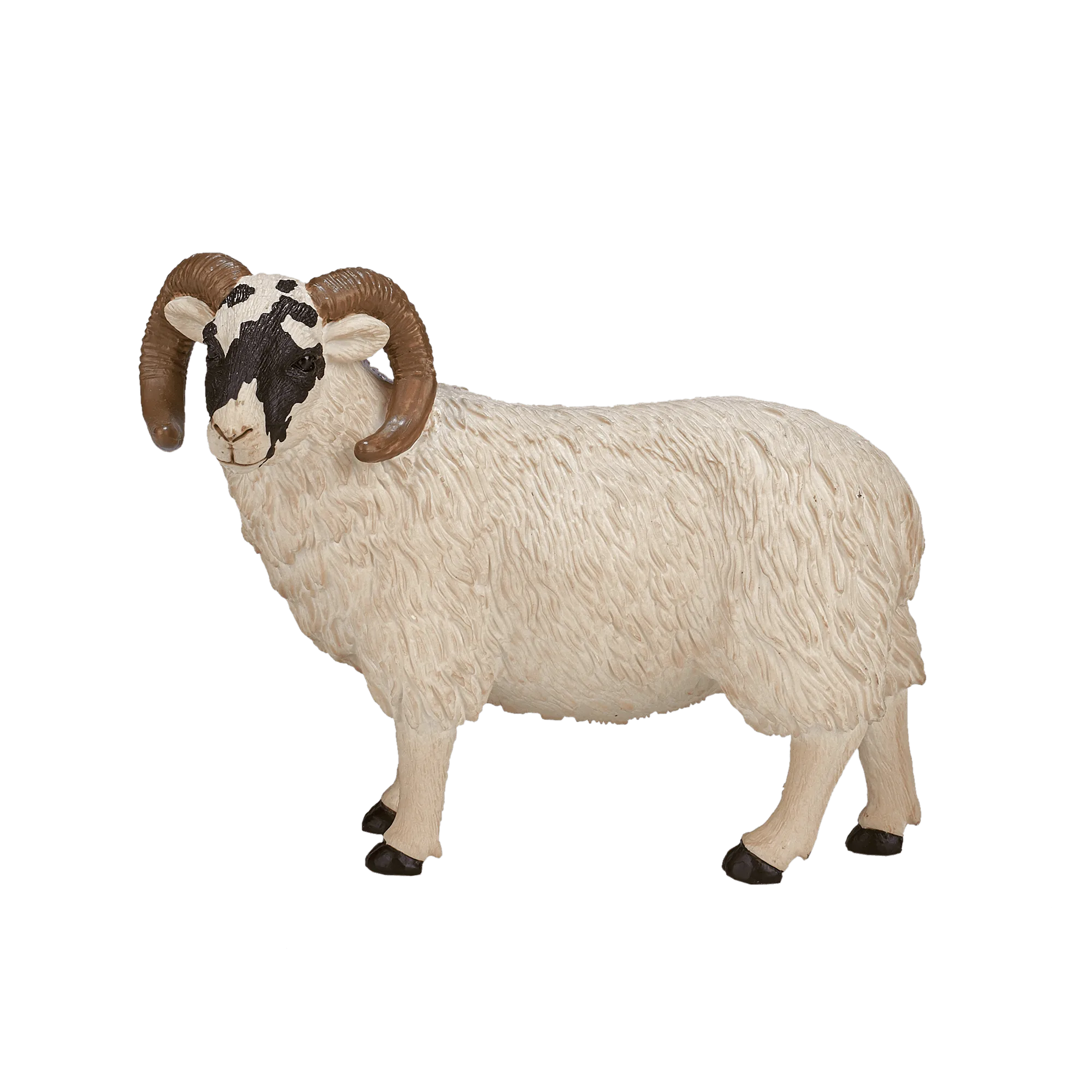 Black Faced Sheep (Ram)