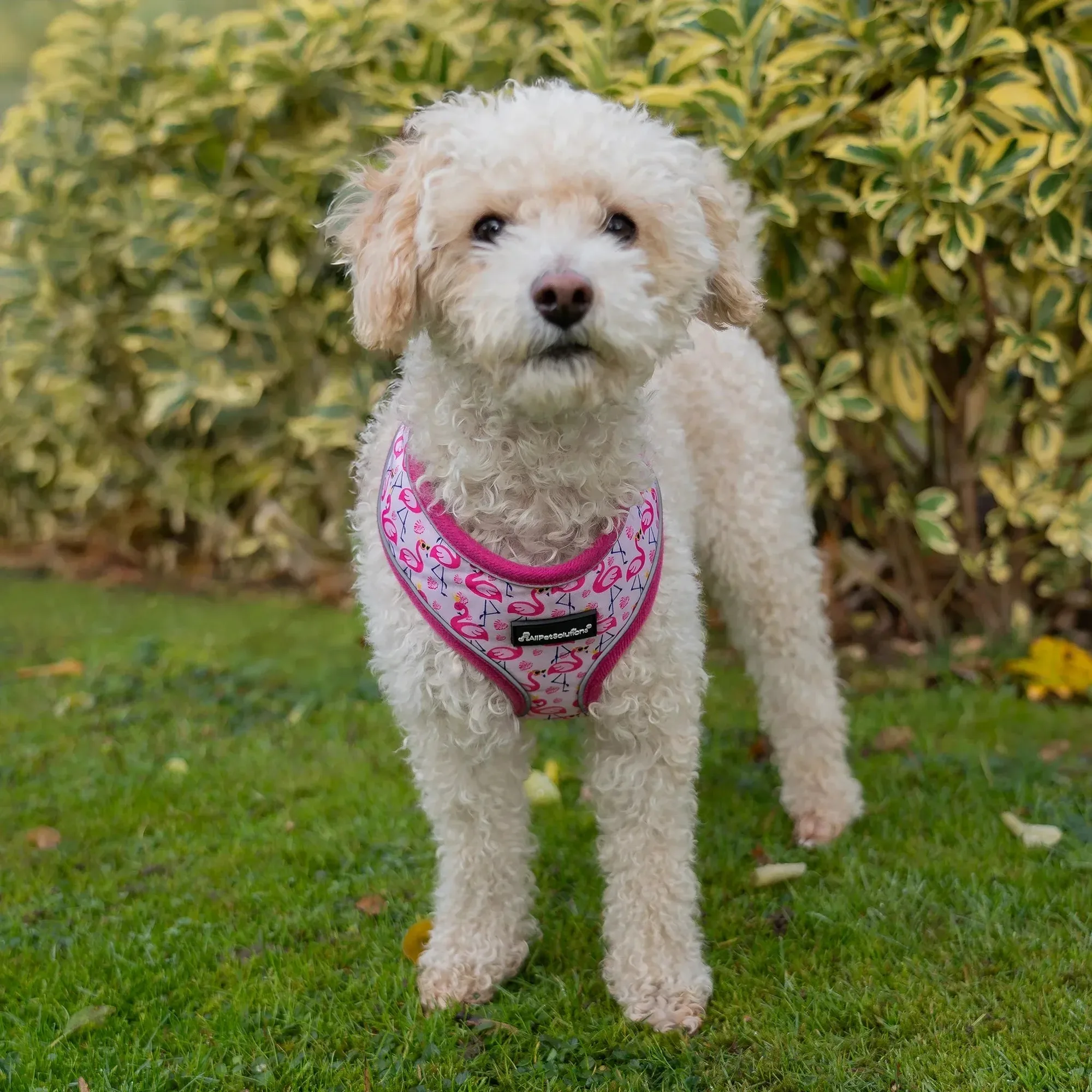 Harnais pour chien avec bande réfléchissante rose - S/M/L