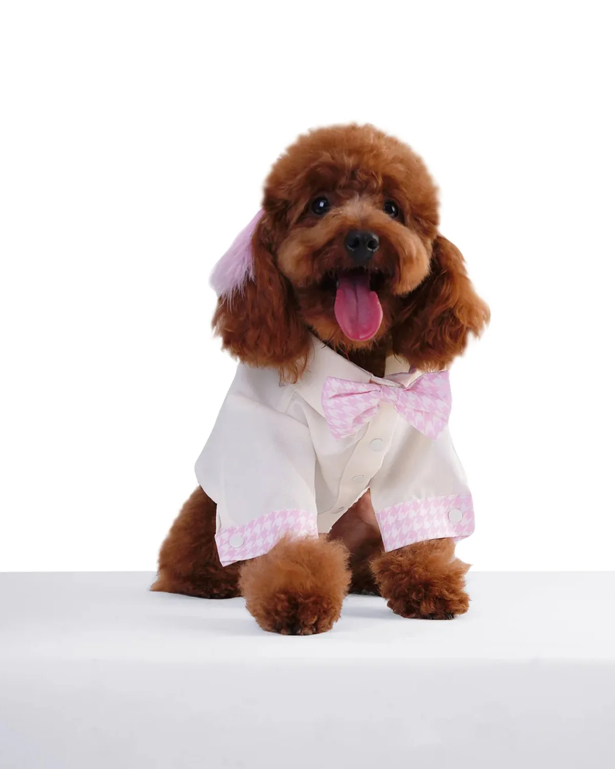 Moshiqa Dog T-Shirt vs Dog Shirt: Which Casual Style Suits Your Pup Best?
