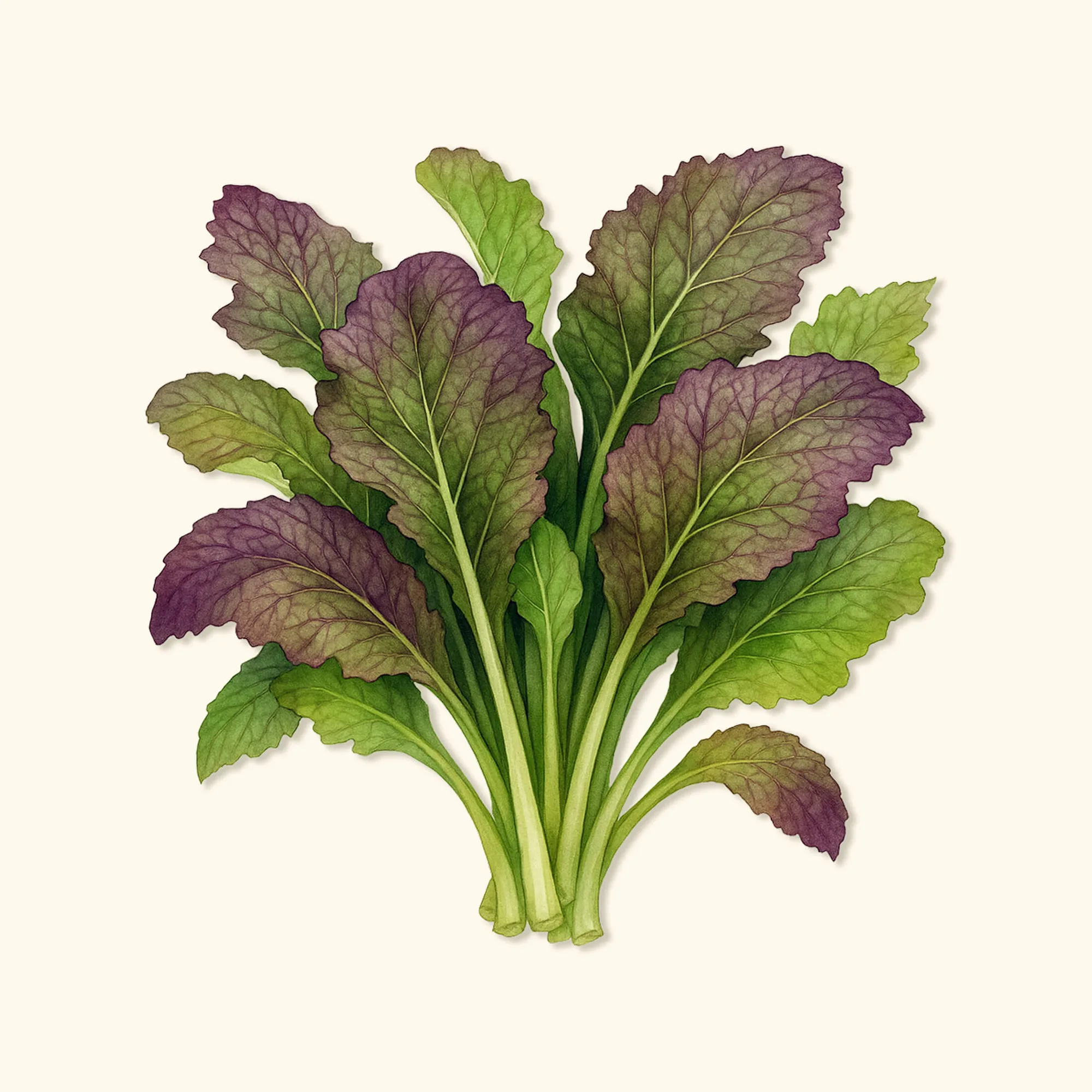 How to Grow Red Giant Mustard Greens from Seed