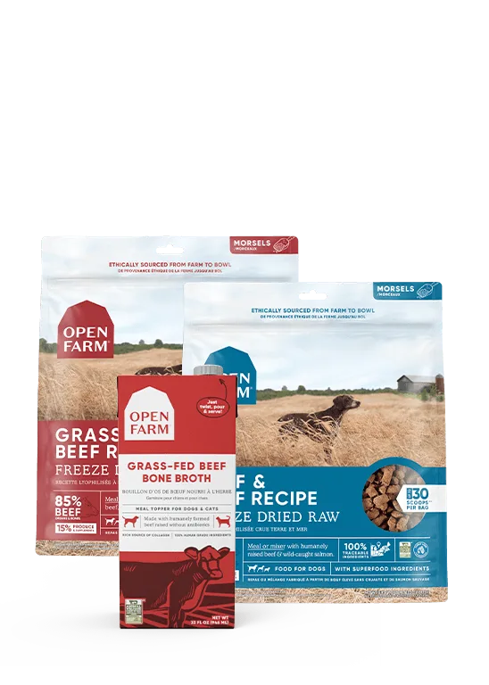 How to Choose the Right Probiotic Supplement for Your Dog: Strains, Benefits, and Dosage