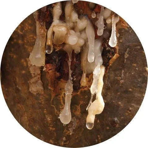 Frankincense, Royal Hojari ESSENTIAL OIL
