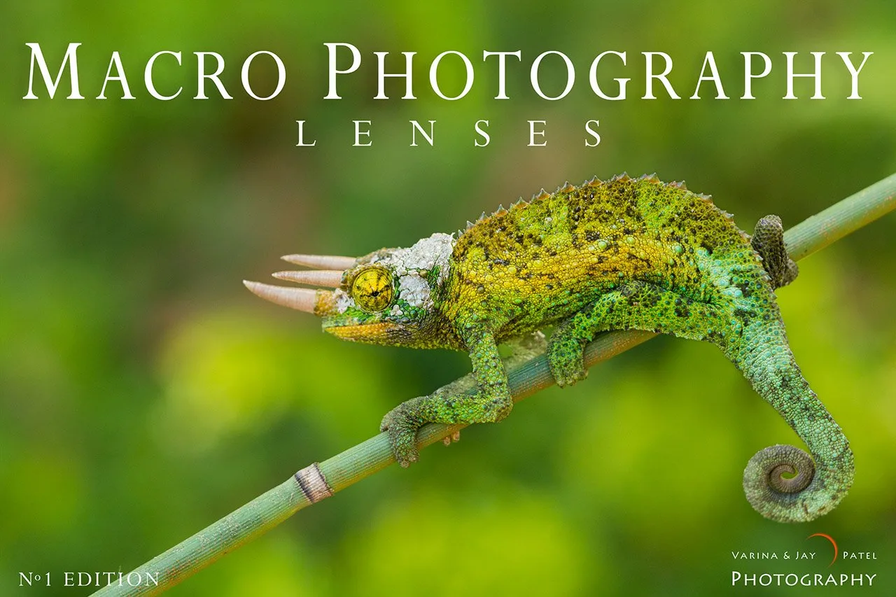 Choosing the Right Macro Photography Lens for Your Needs