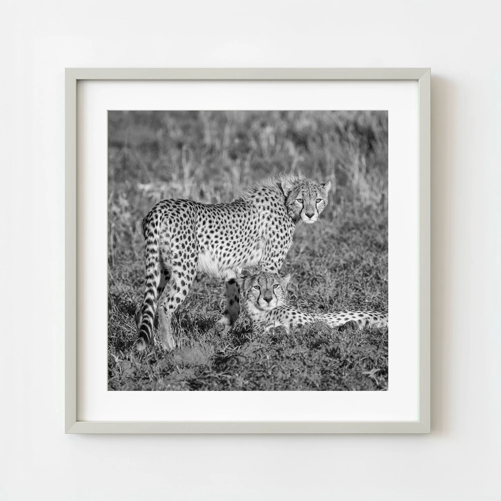 Tansania Serengeti Geparden Tierfotografie Schwarz-Weiß Grasland Ruhe Kunst an der Wand | limitierte Auflage von 10
