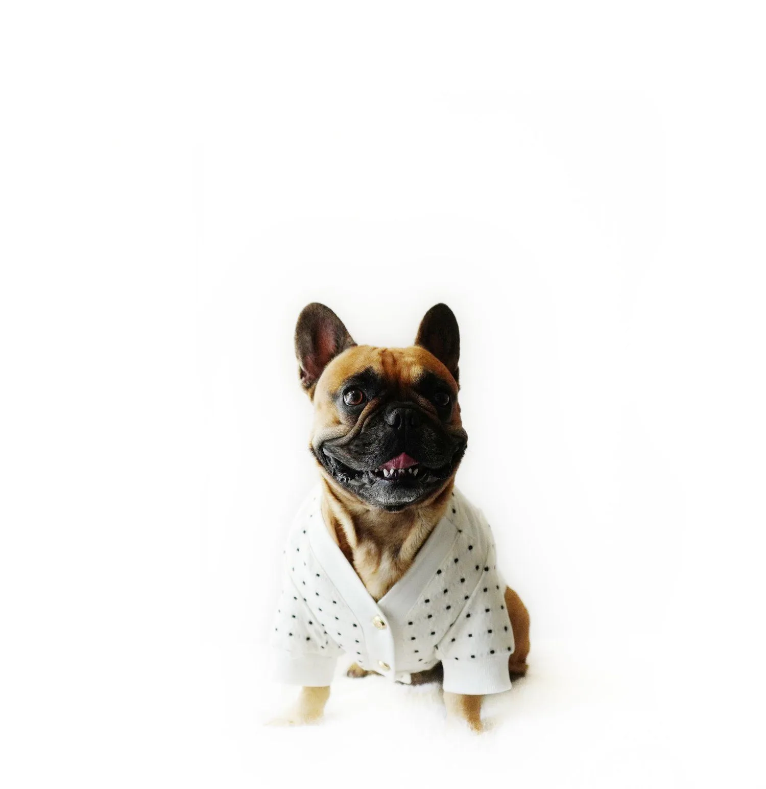 The Rise of Matching Human and Dog Outfits: A 2025 Trend Analysis
