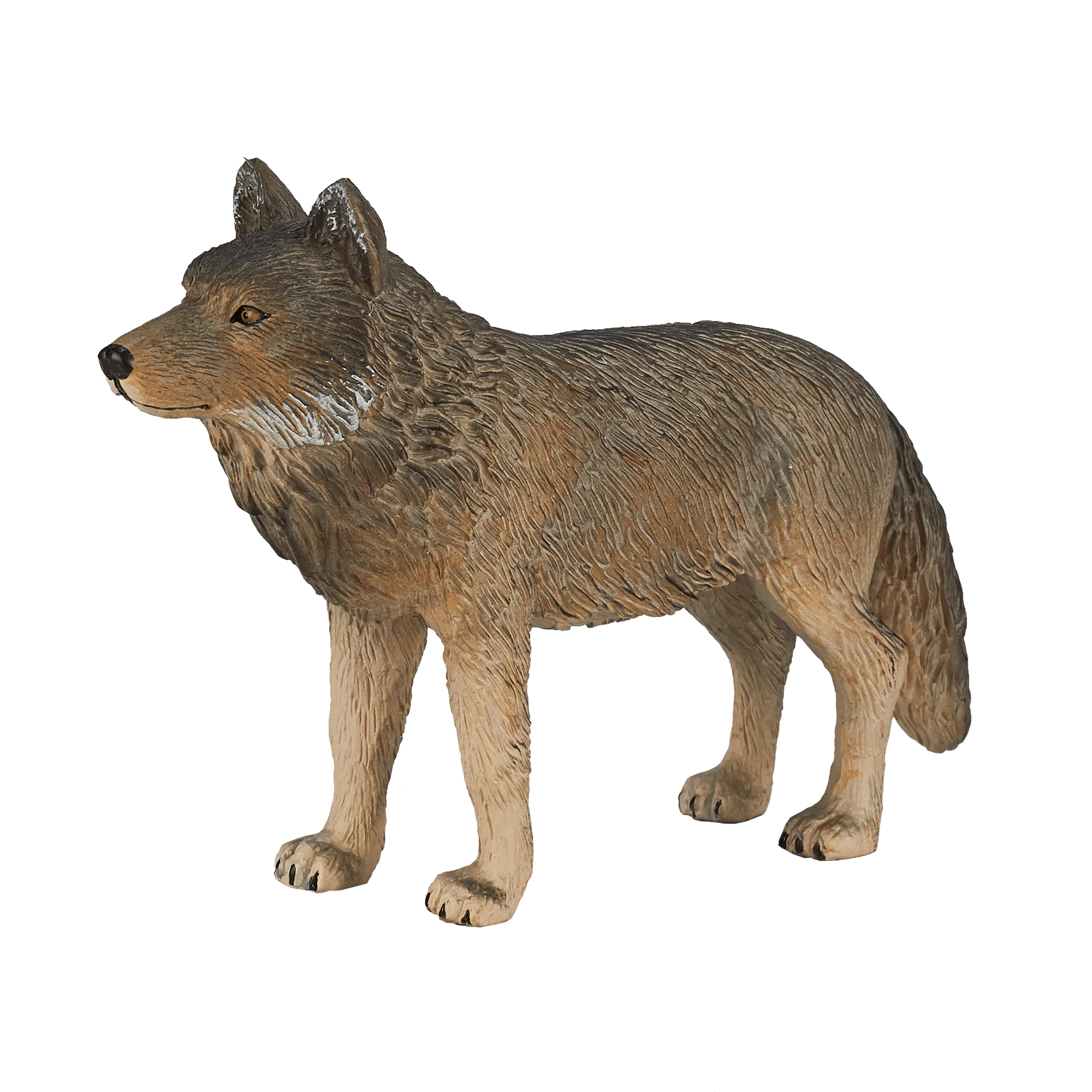 Loup gris debout