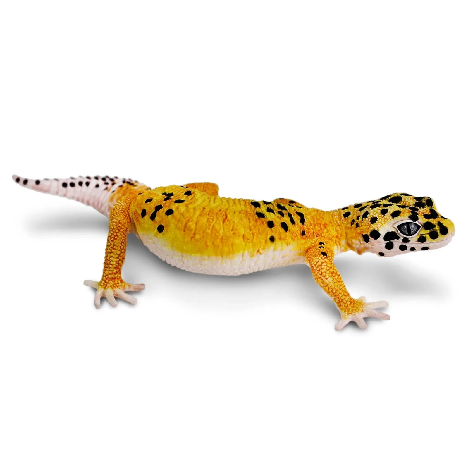 ヒョウモントカゲモドキのおもちゃ