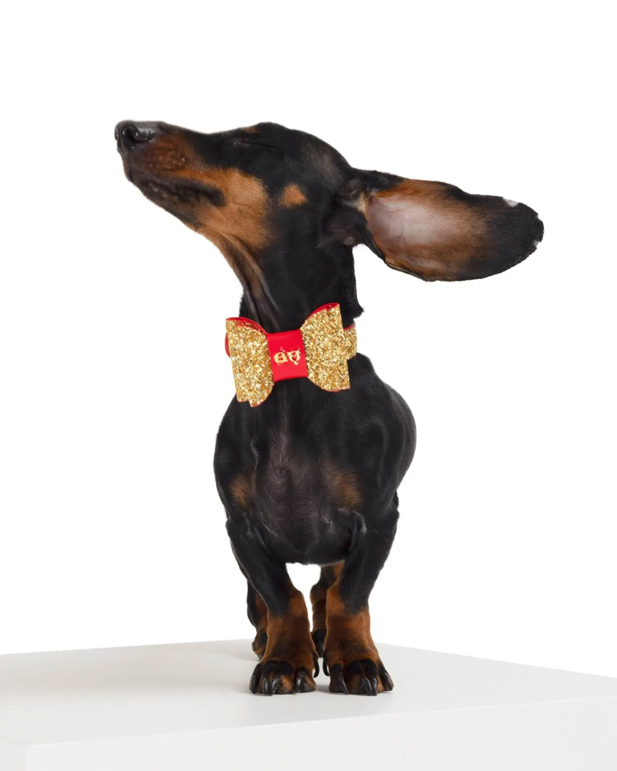 Collare per cani Glam