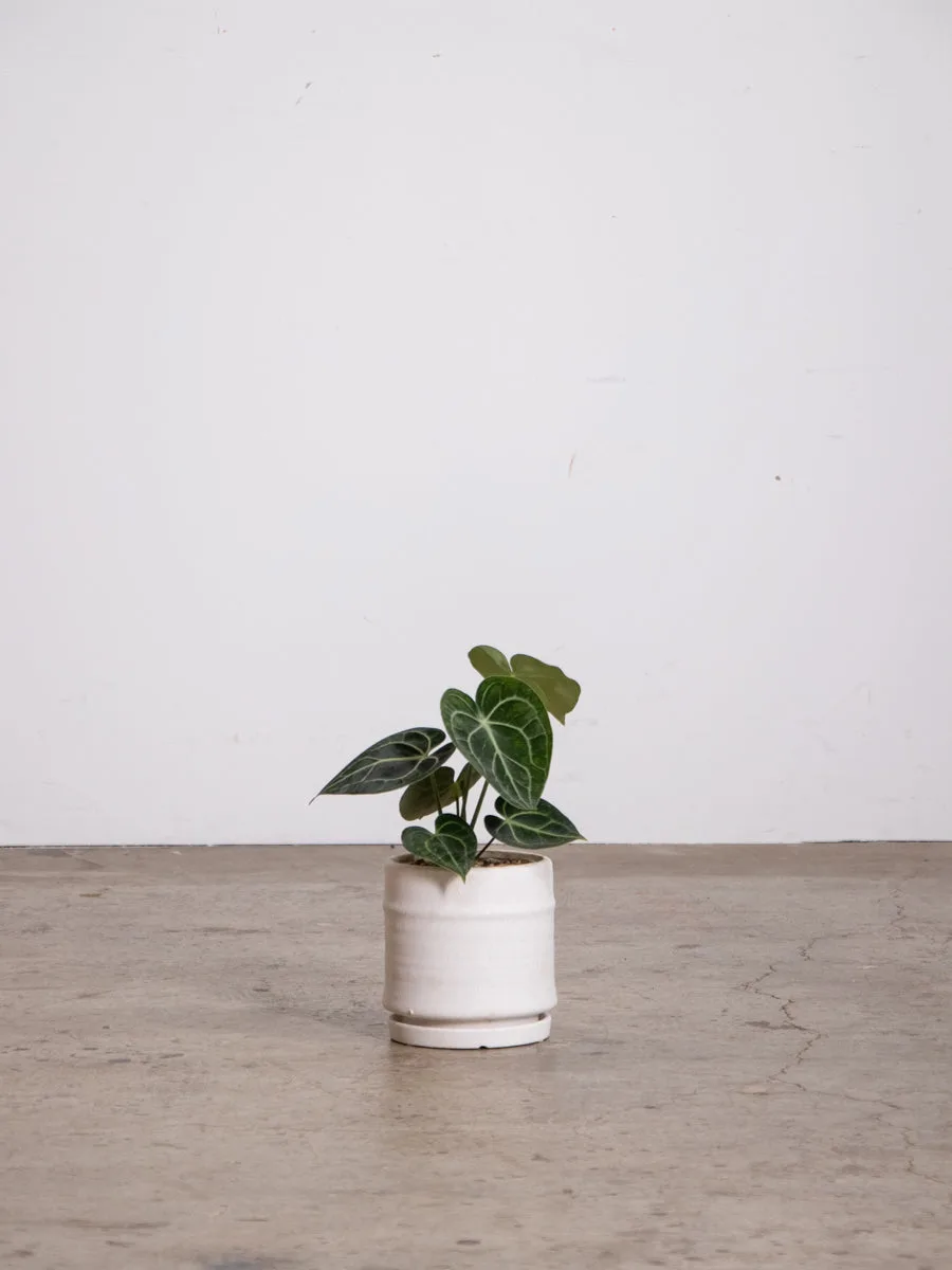 Fix Yellow Anthurium Leaves: Causes & Cures