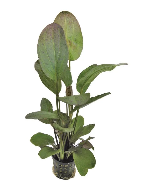 Echinodorus ozelot Red PC Aquafleur