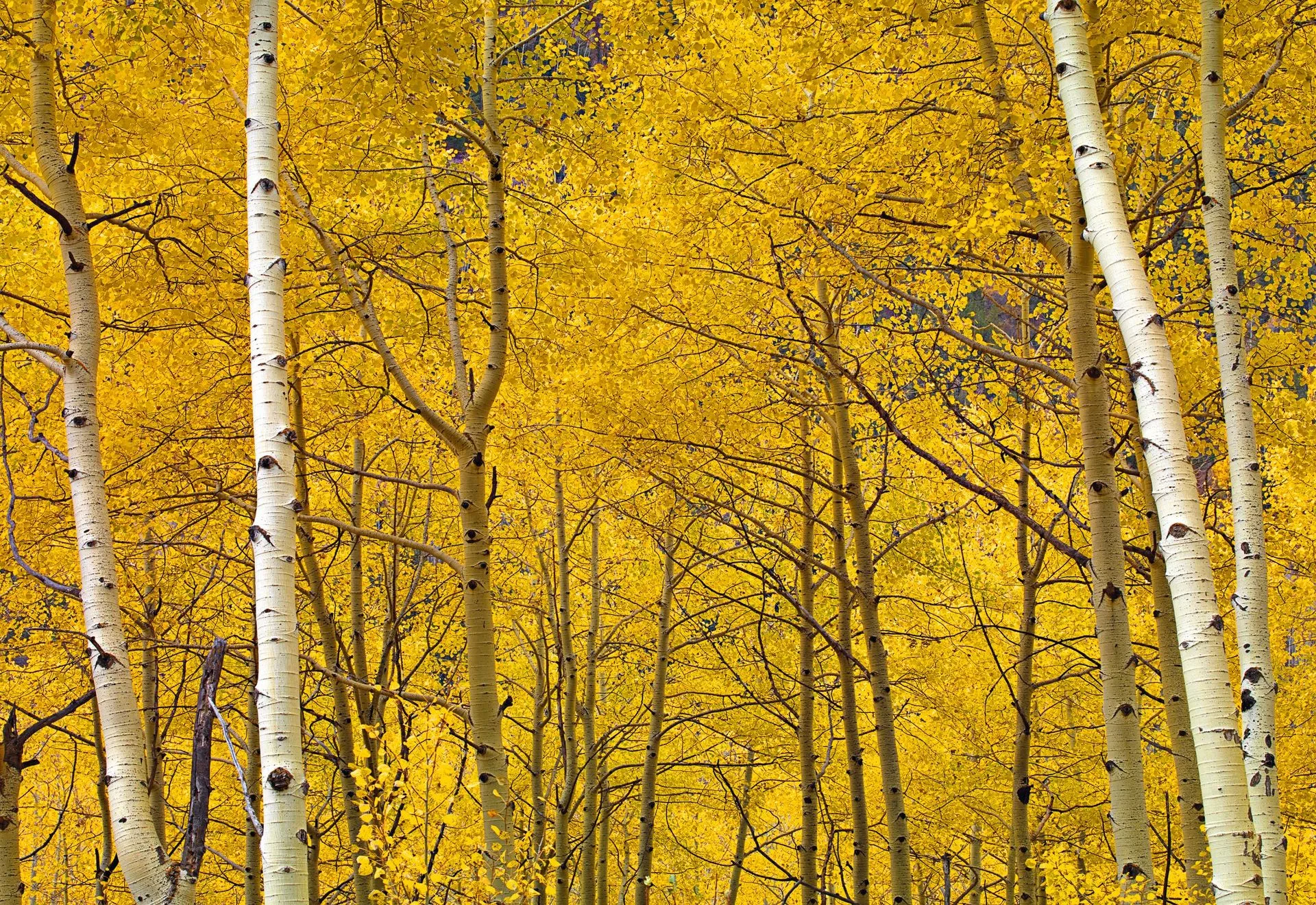 The Ultimate Guide to Caring for Fine Art Photography Prints
