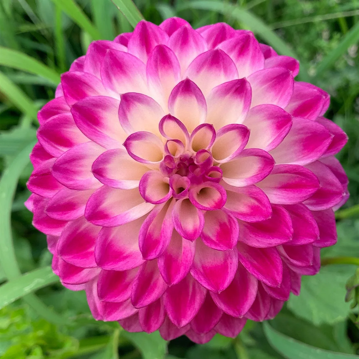 Dahlia 'Formby Stacey' Tuber: Growing Tips