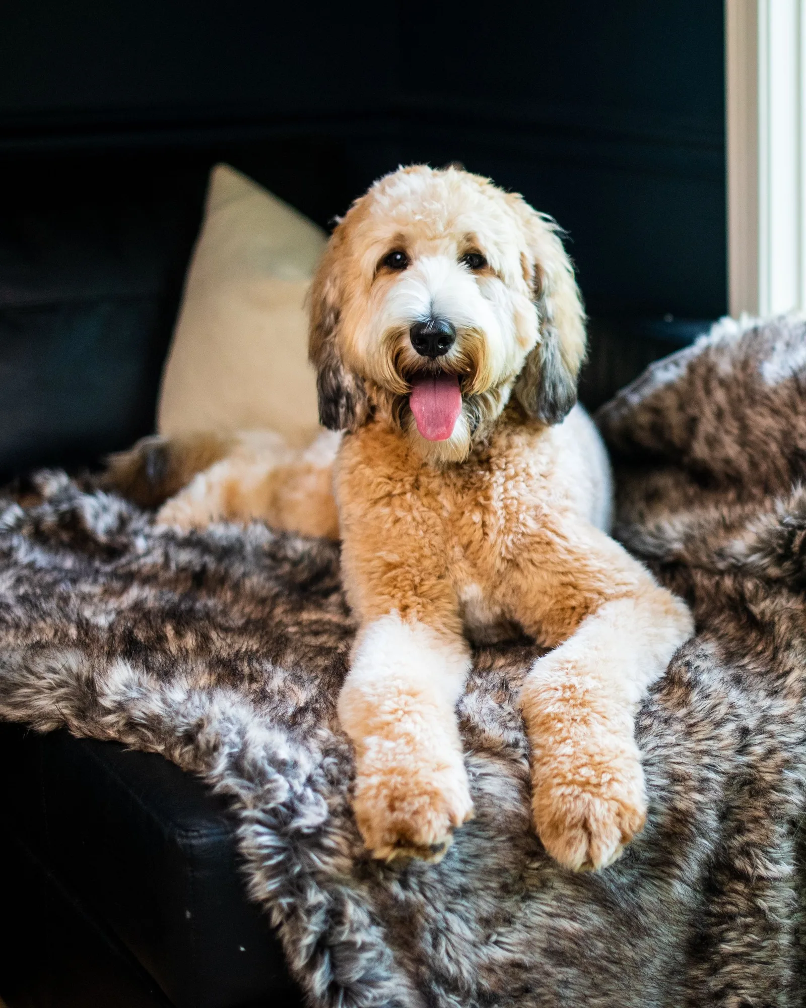Keto Ear Flush vs Regular Dog Ear Cleaner: Which to Choose