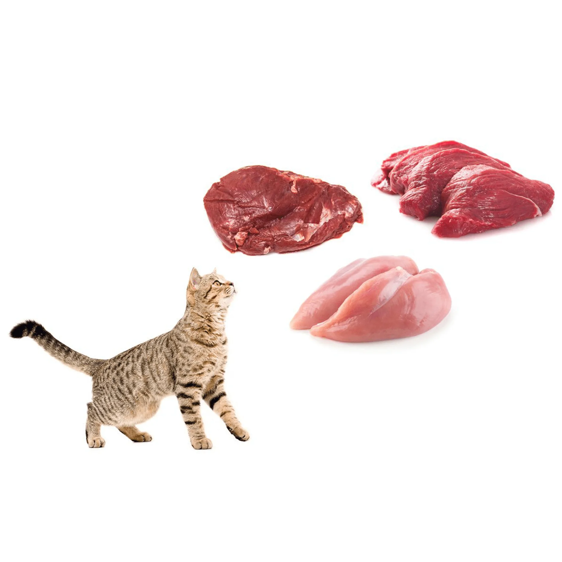 Cat Starter Pack
