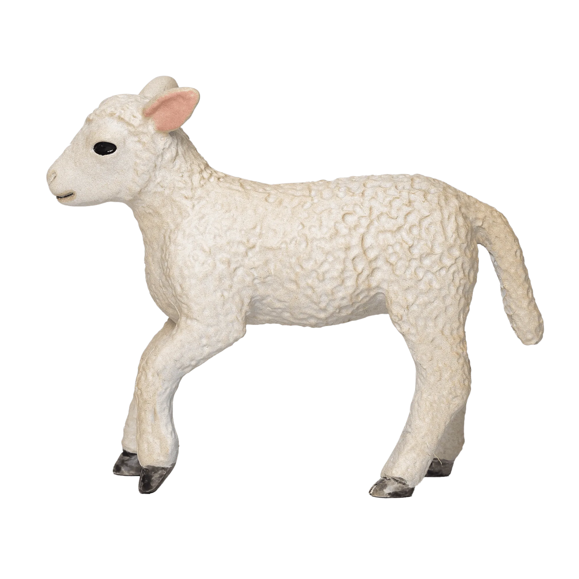 Romney Sheep Lamb Running