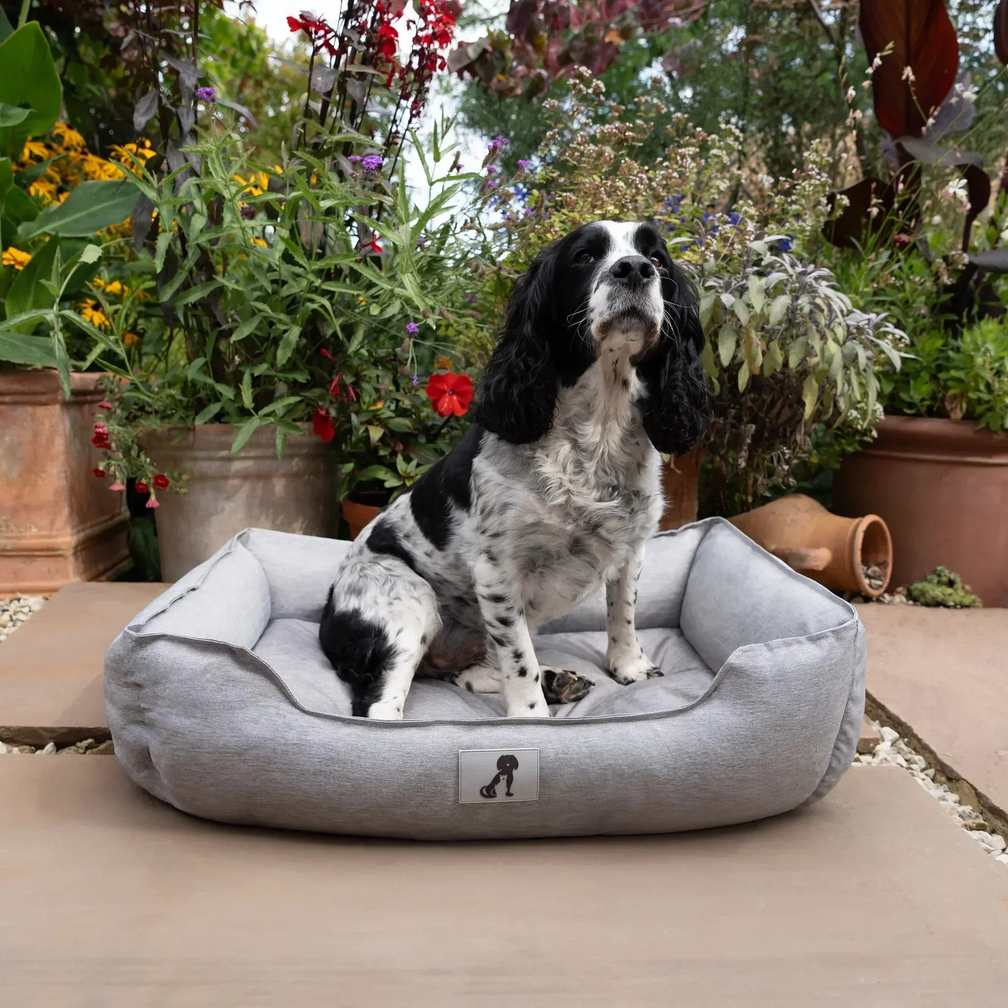 Dexter Waterproof Box Dog Bed vs Standard Bed