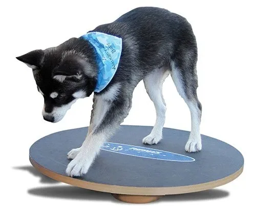 FitPAWS Large Wobble Board