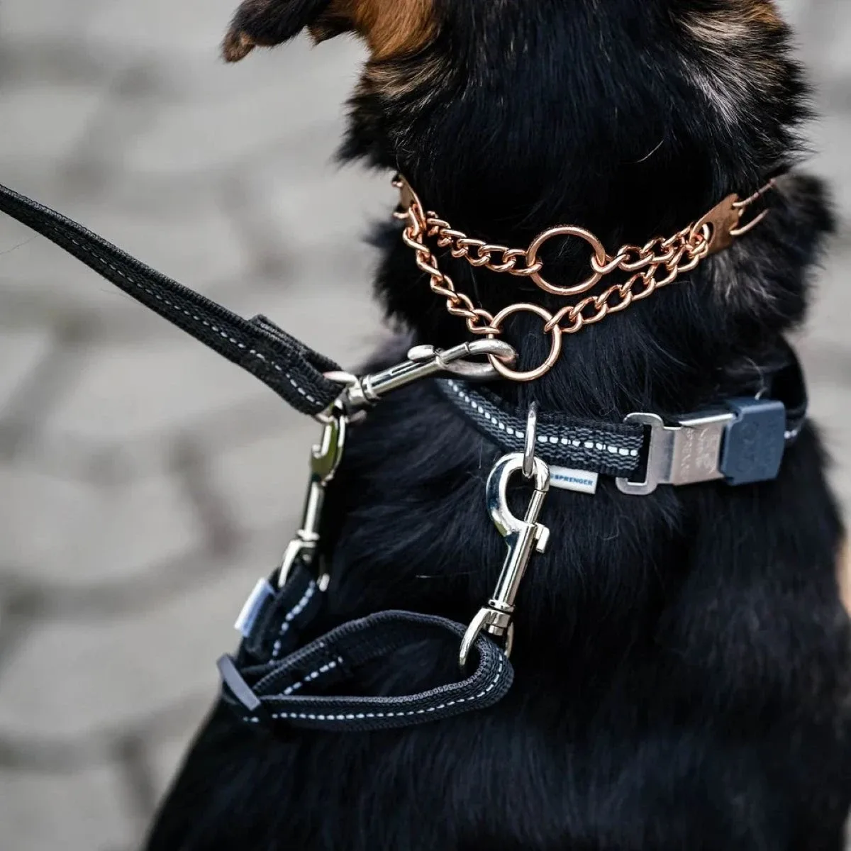 Why Does My Dog's Collar Rub? Fixing Chafing Issues