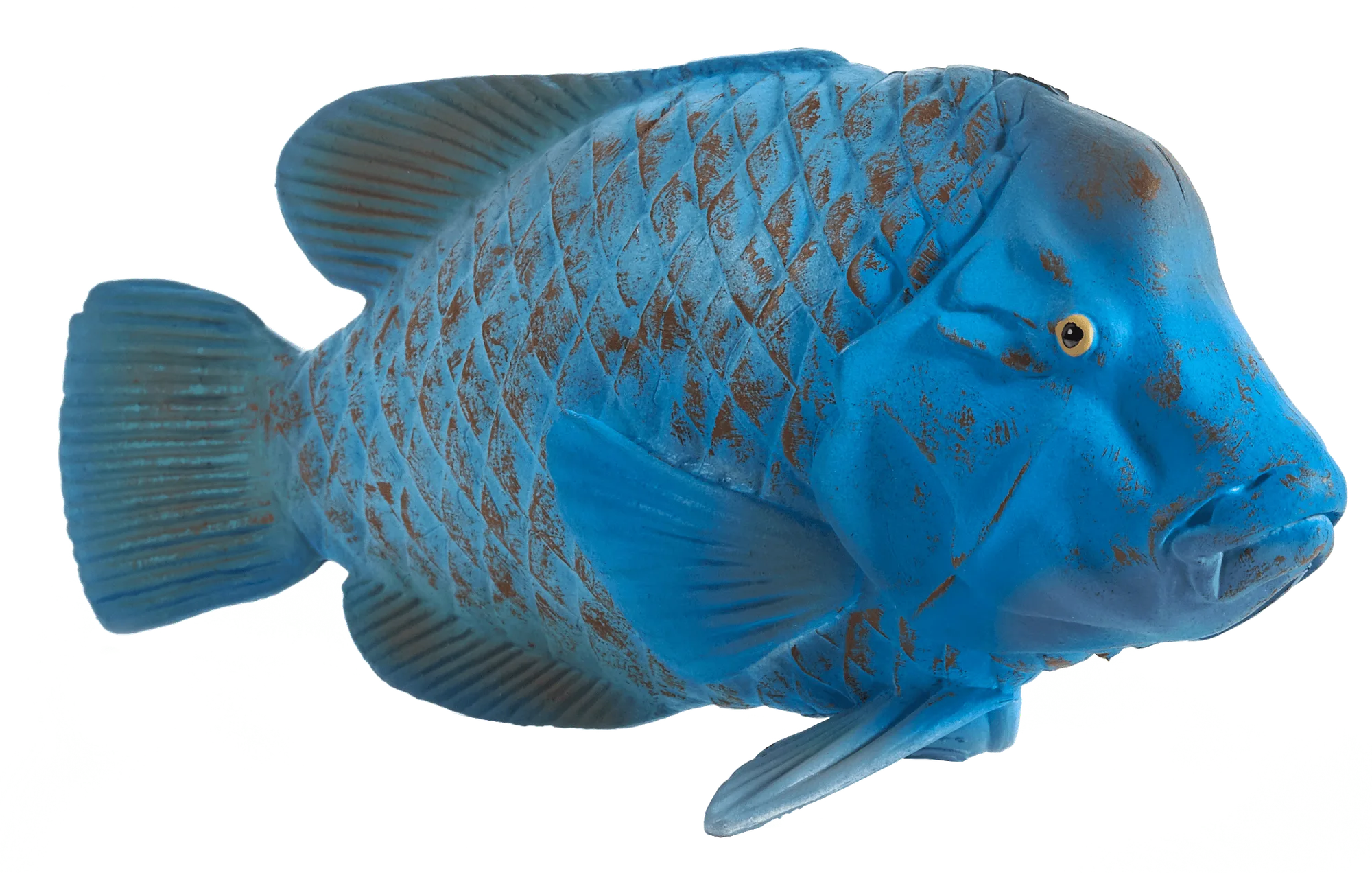 Blue Groper
