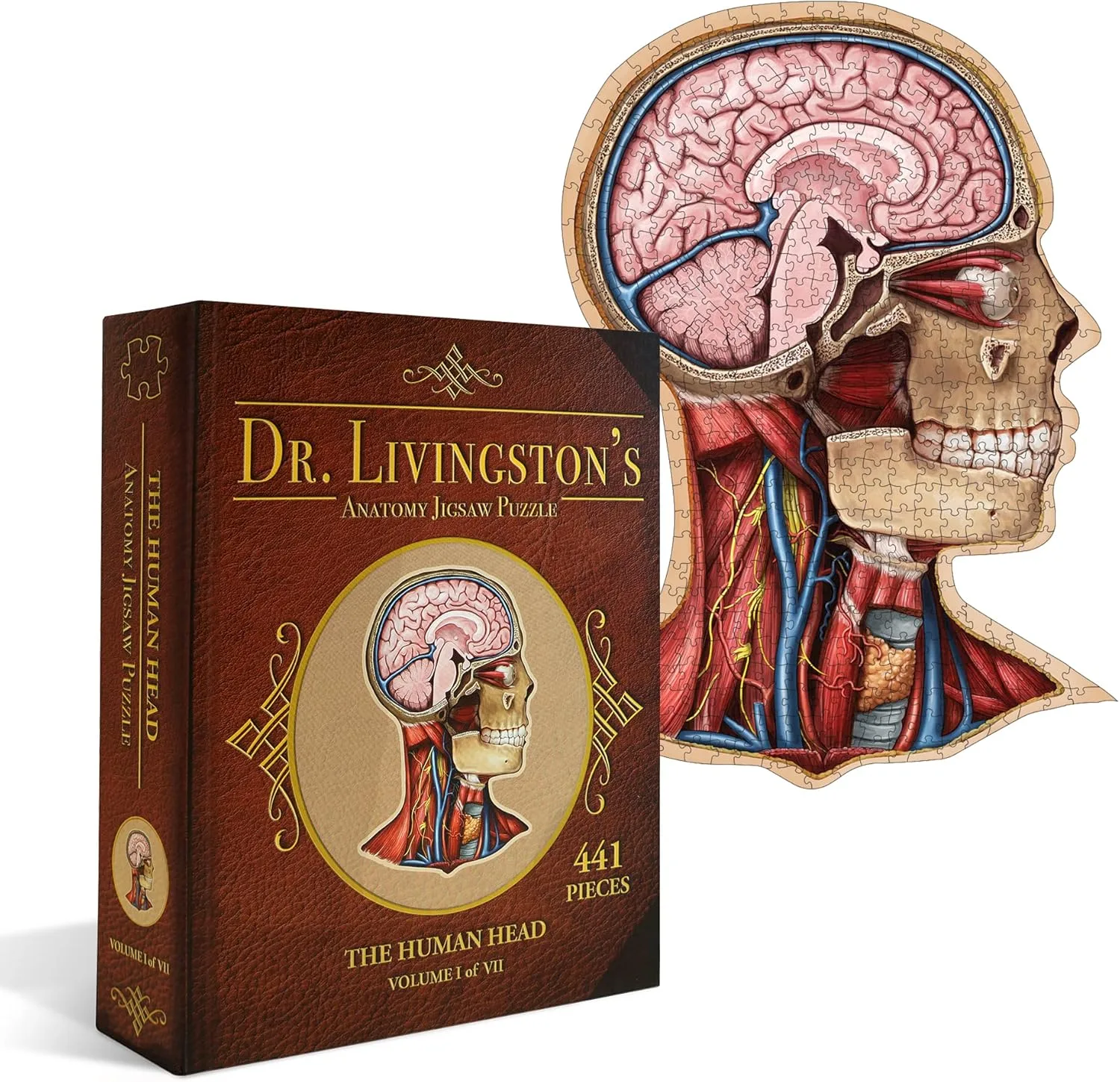 Shaped Puzzle vs Traditional Jigsaw: Which Anatomy Puzzle Fits You