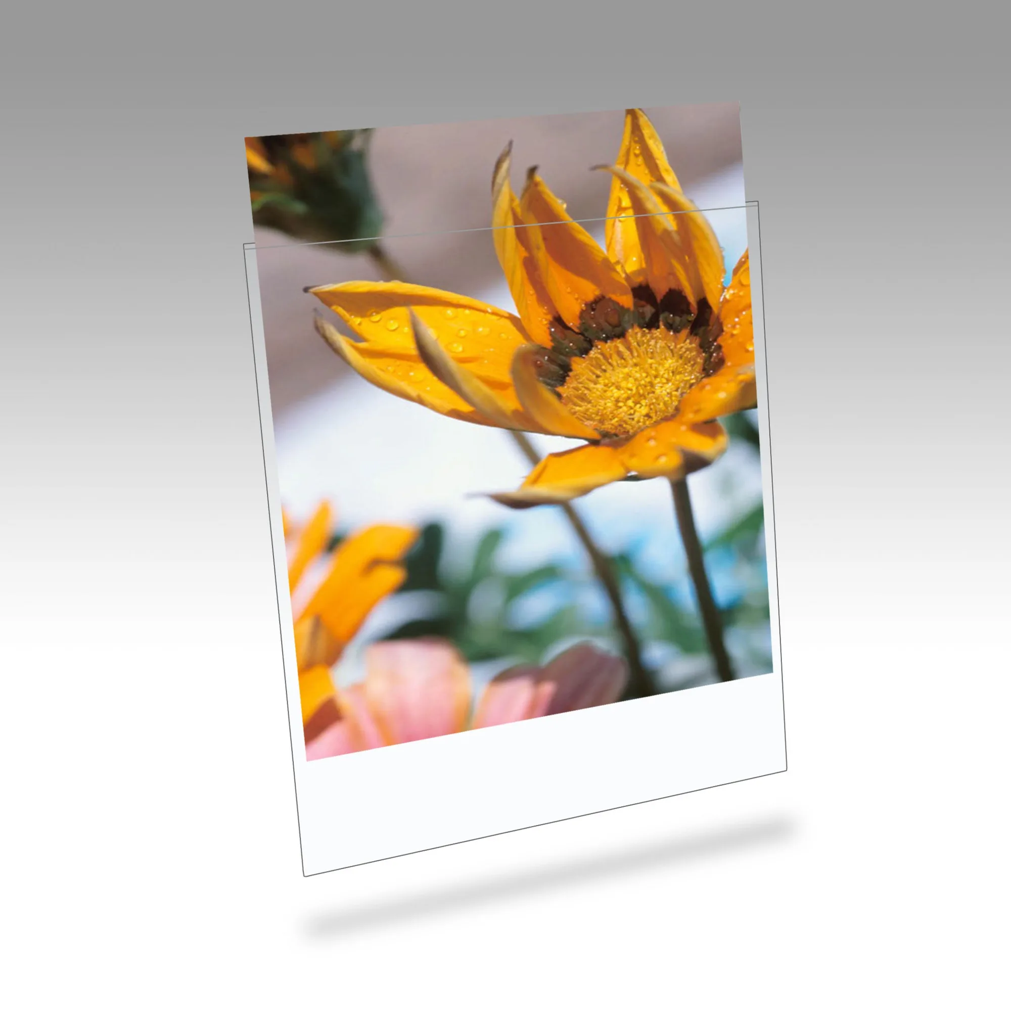 Clearfile 03B Print Protectors - 8 x 10in Pack of 25