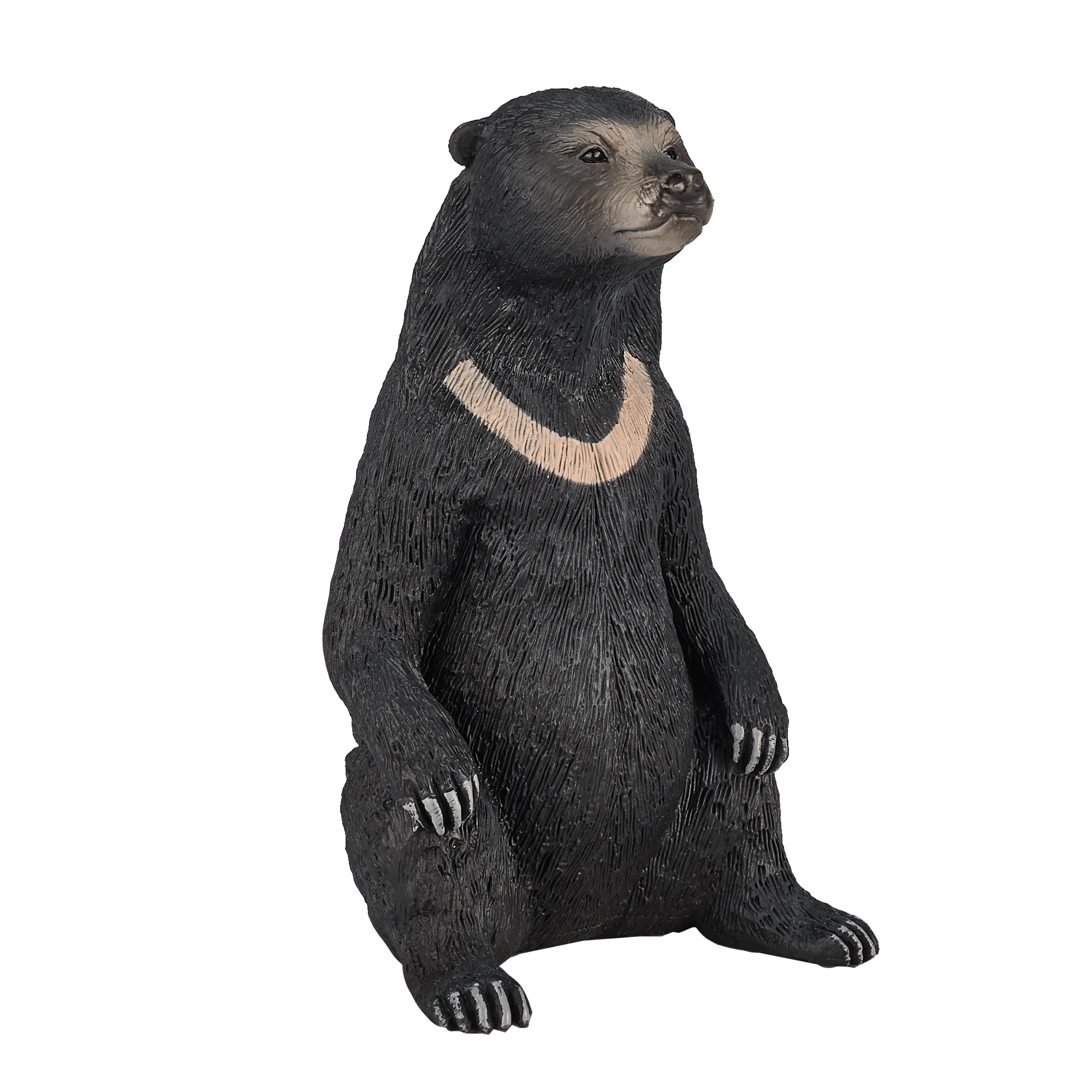 Sun Bear