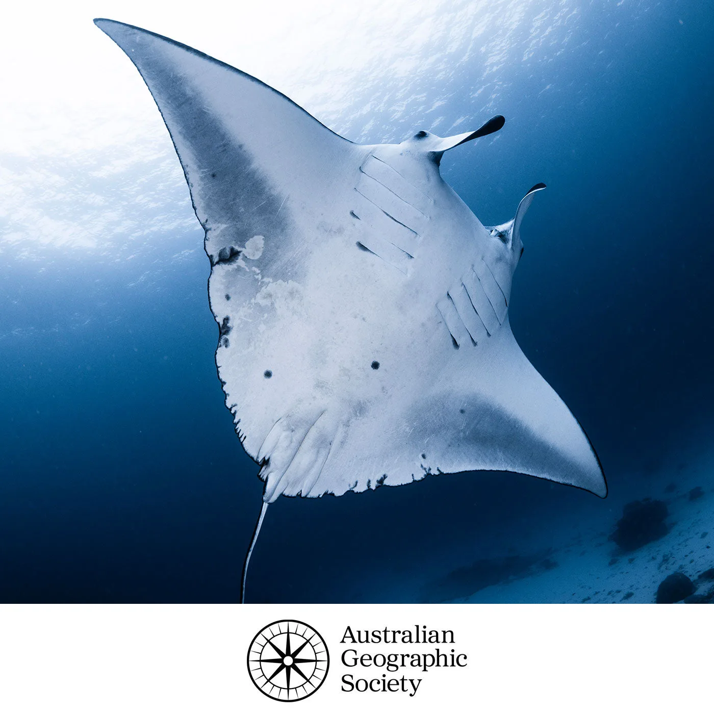 Help Protect the Manta Rays - DONATE NOW