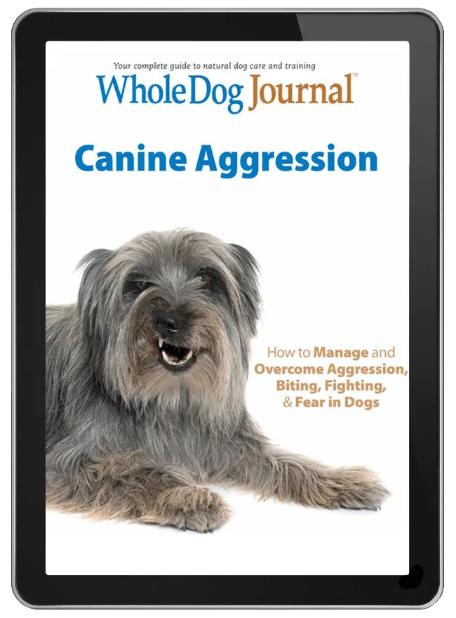 Canine Aggression