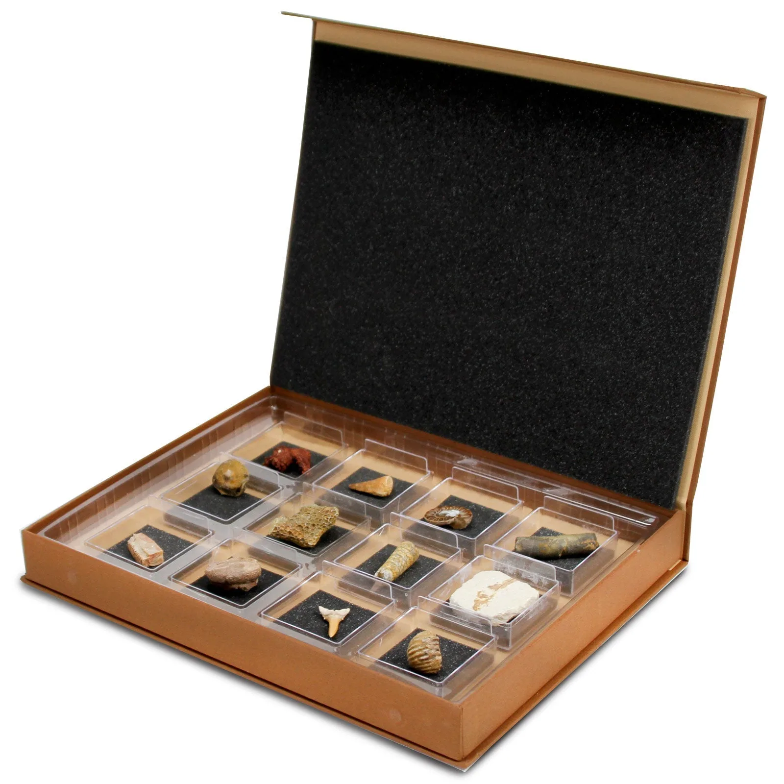 The Nature Collection - Fossils Set 2