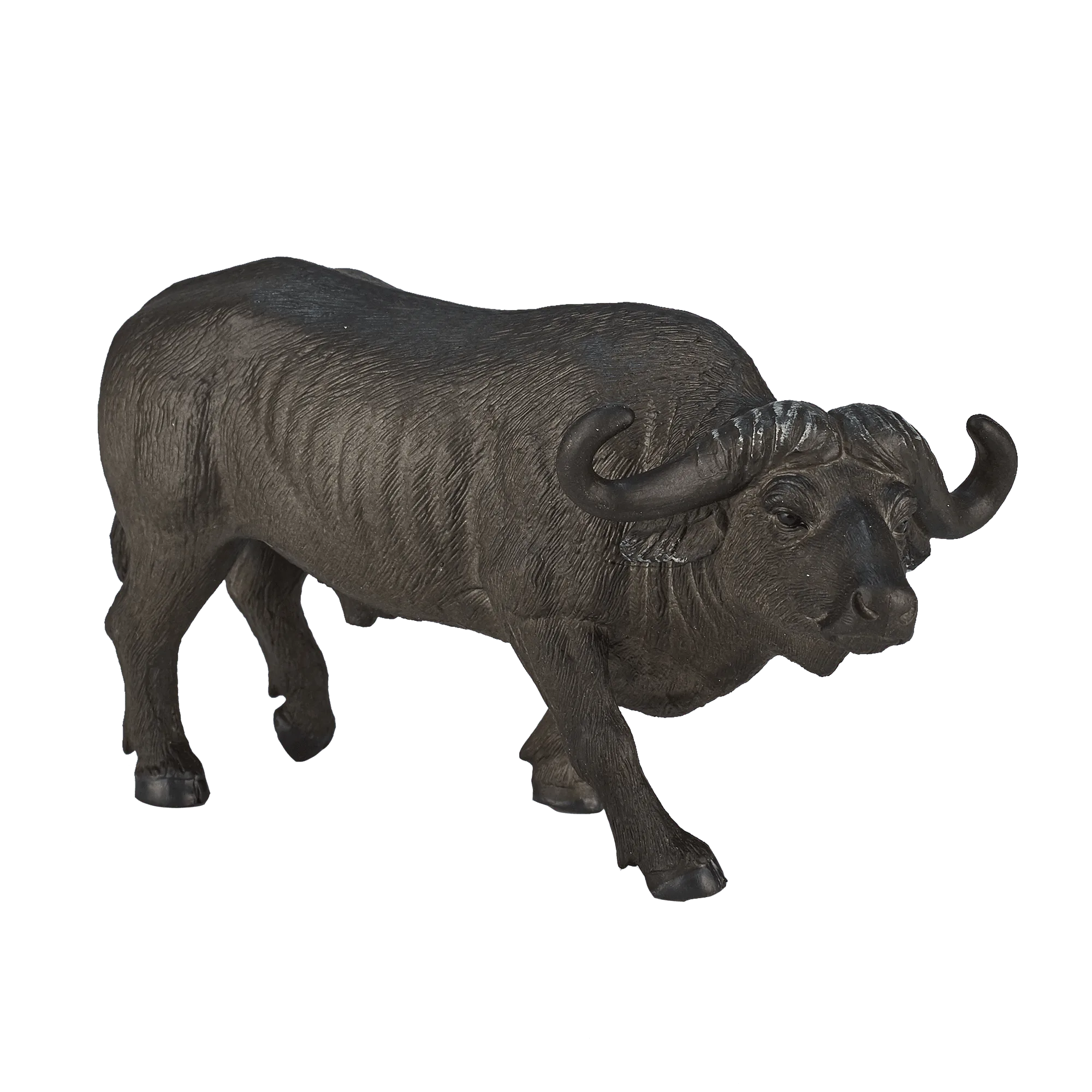 Cape Buffalo