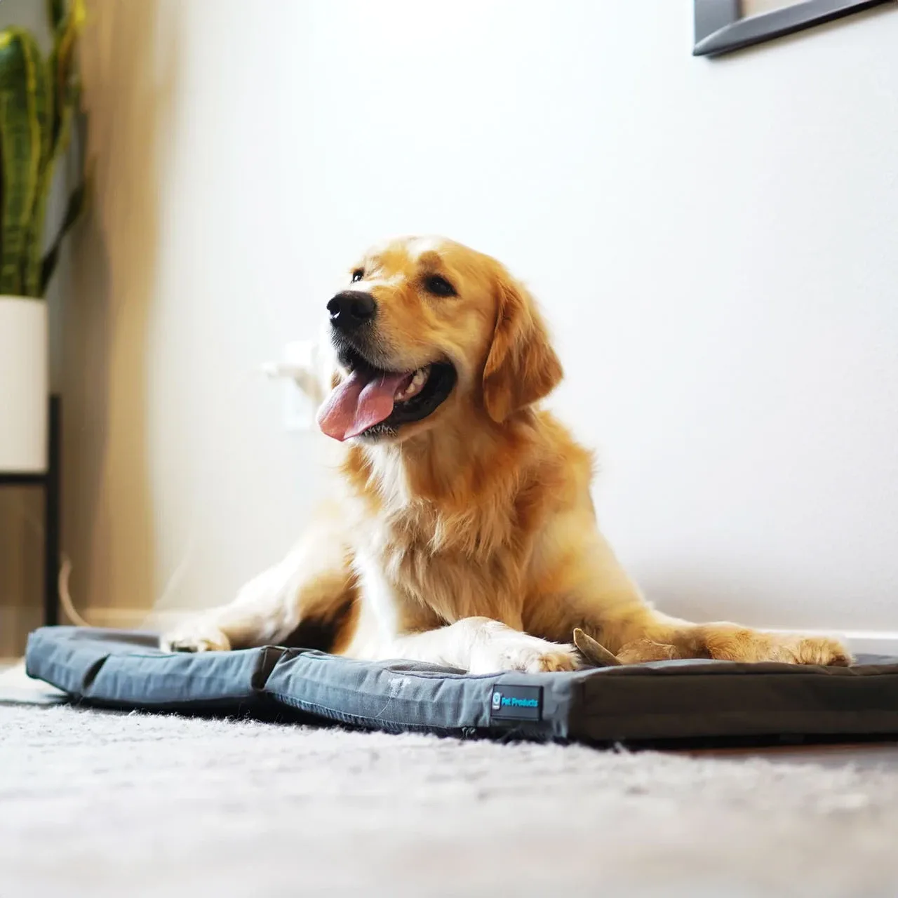 Why Your Dog Bed Smells After Cleaning