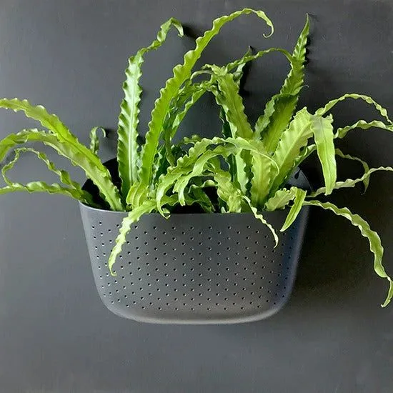 Eco Charcoal Wall Planter