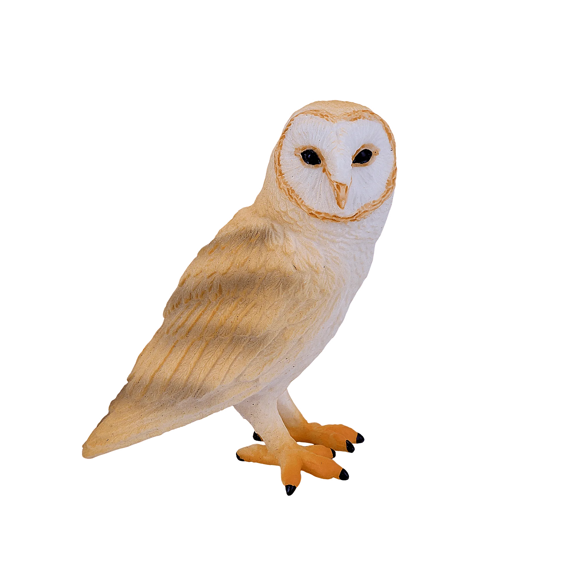 Barn Owl
