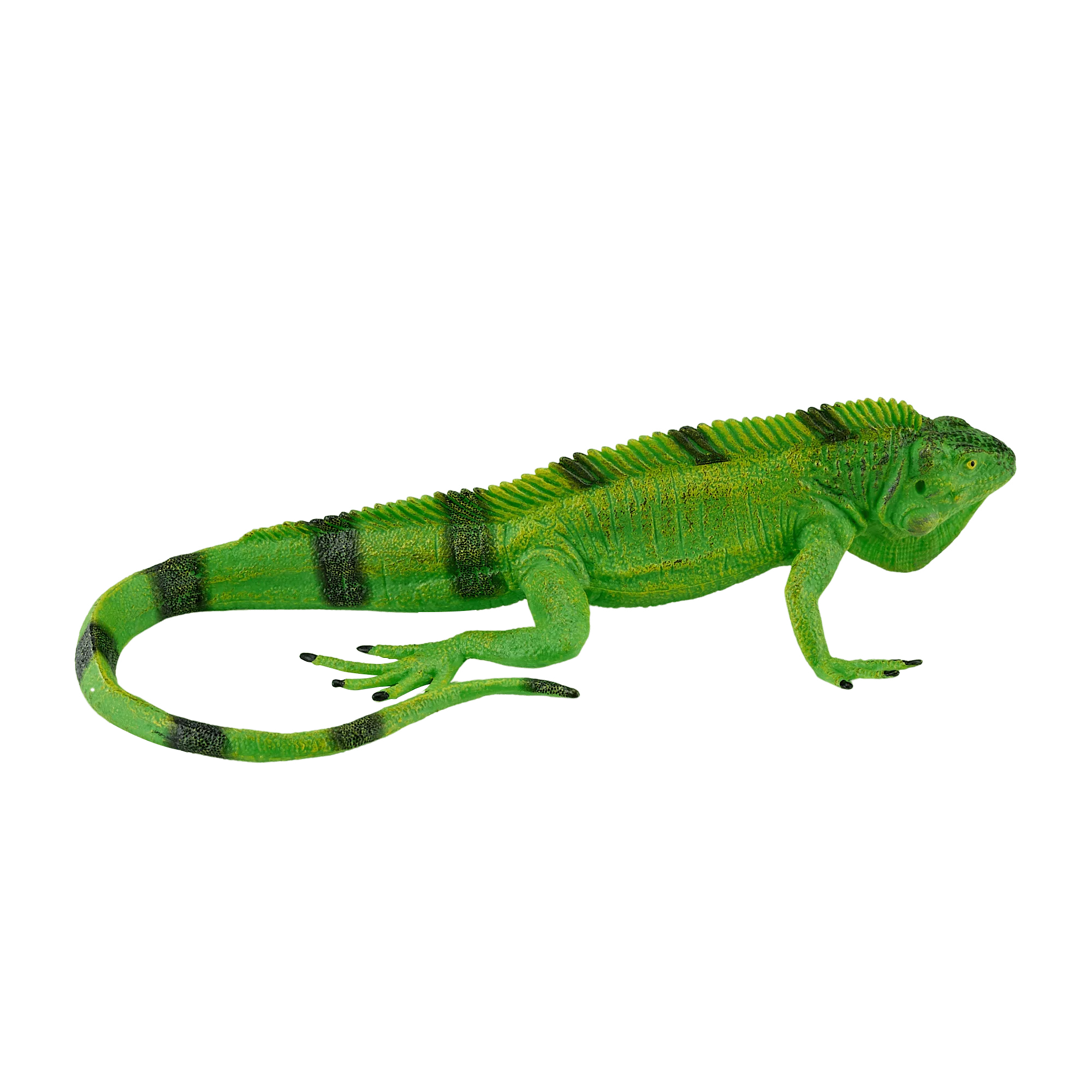 Iguana